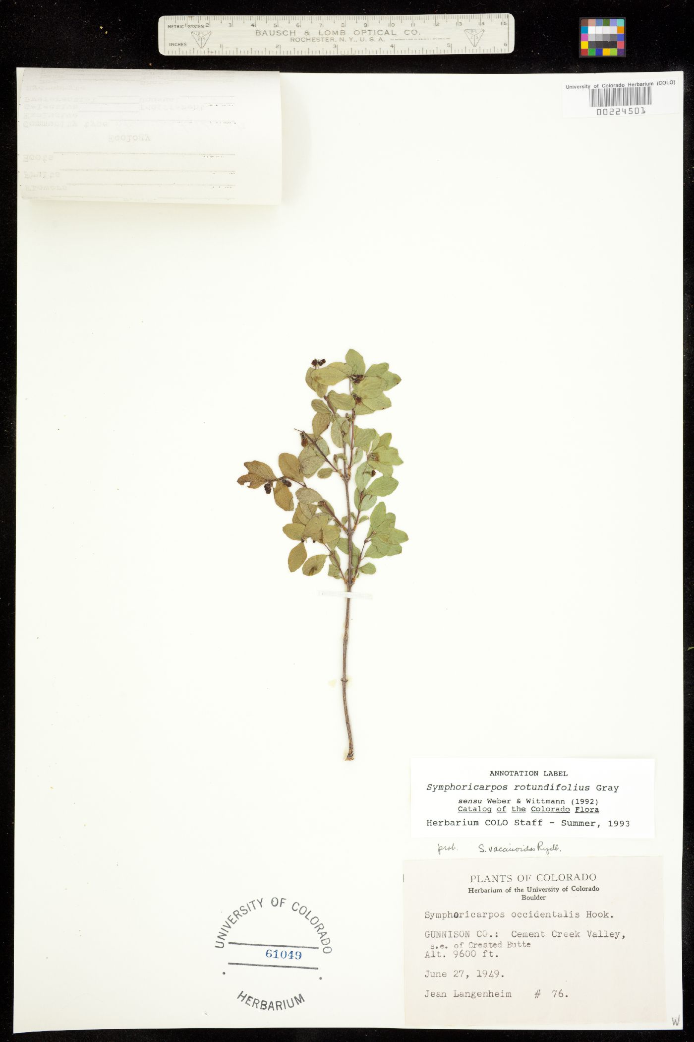 Symphoricarpos image