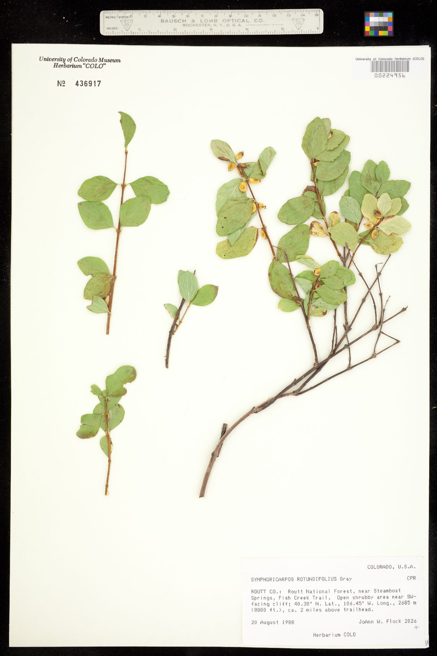 Symphoricarpos image