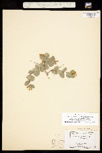 Symphoricarpos rotundifolius image