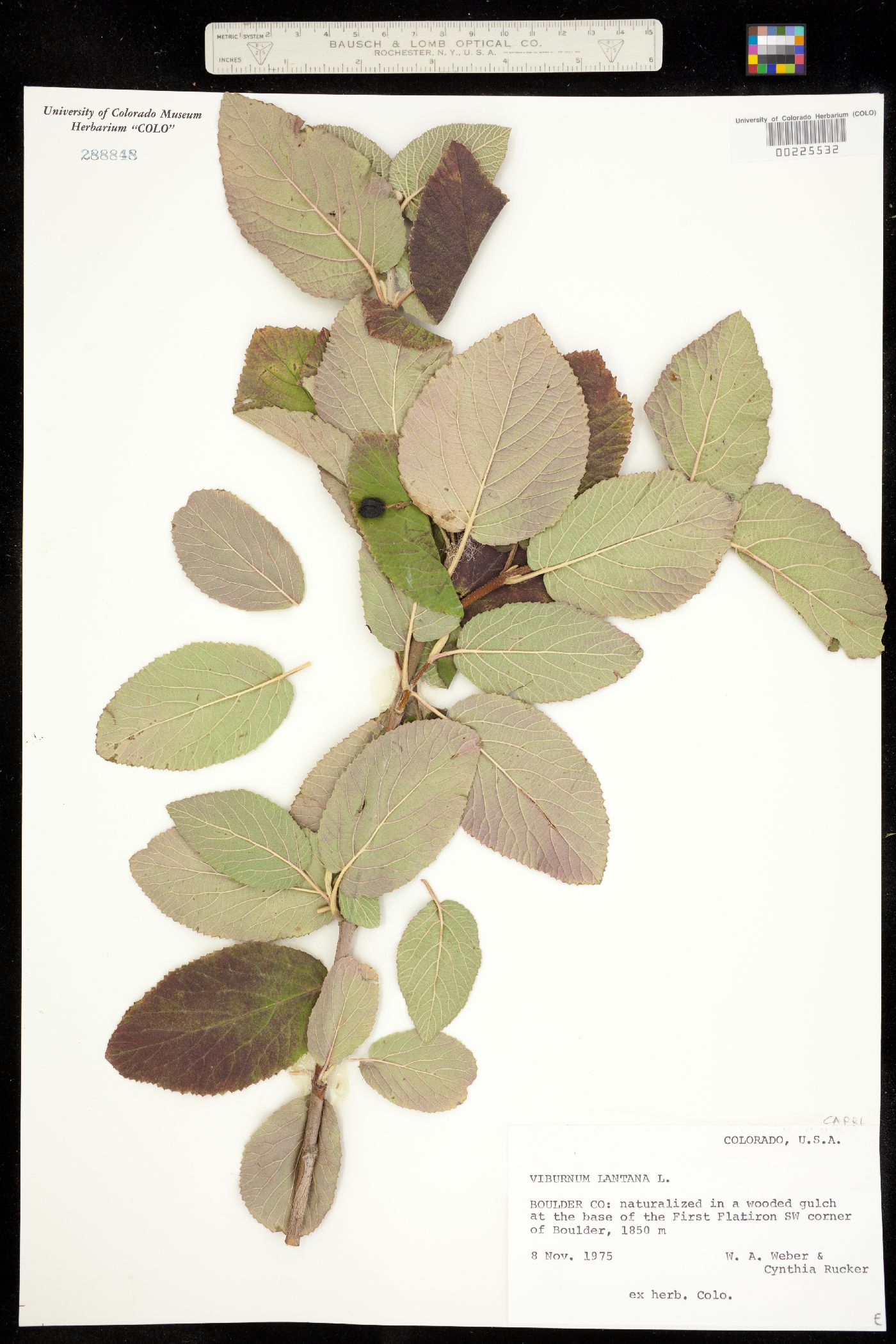 Viburnum lantana image