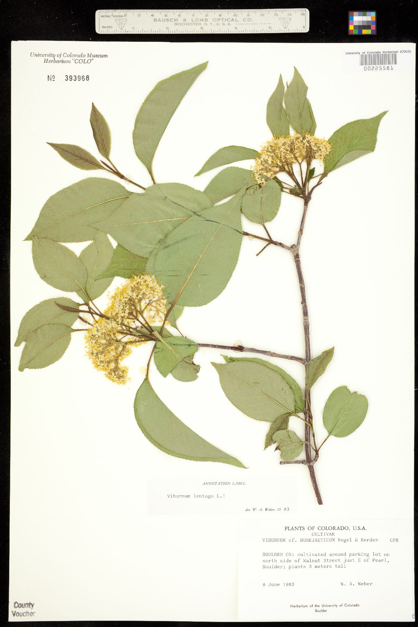 Viburnum lentago image