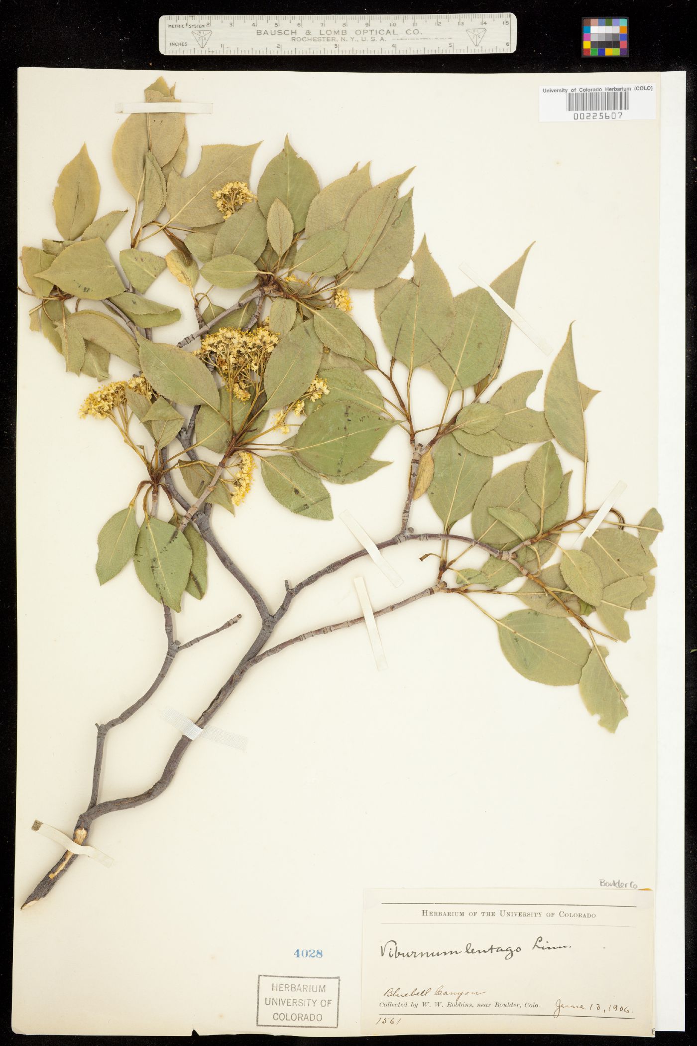 Viburnum lentago image