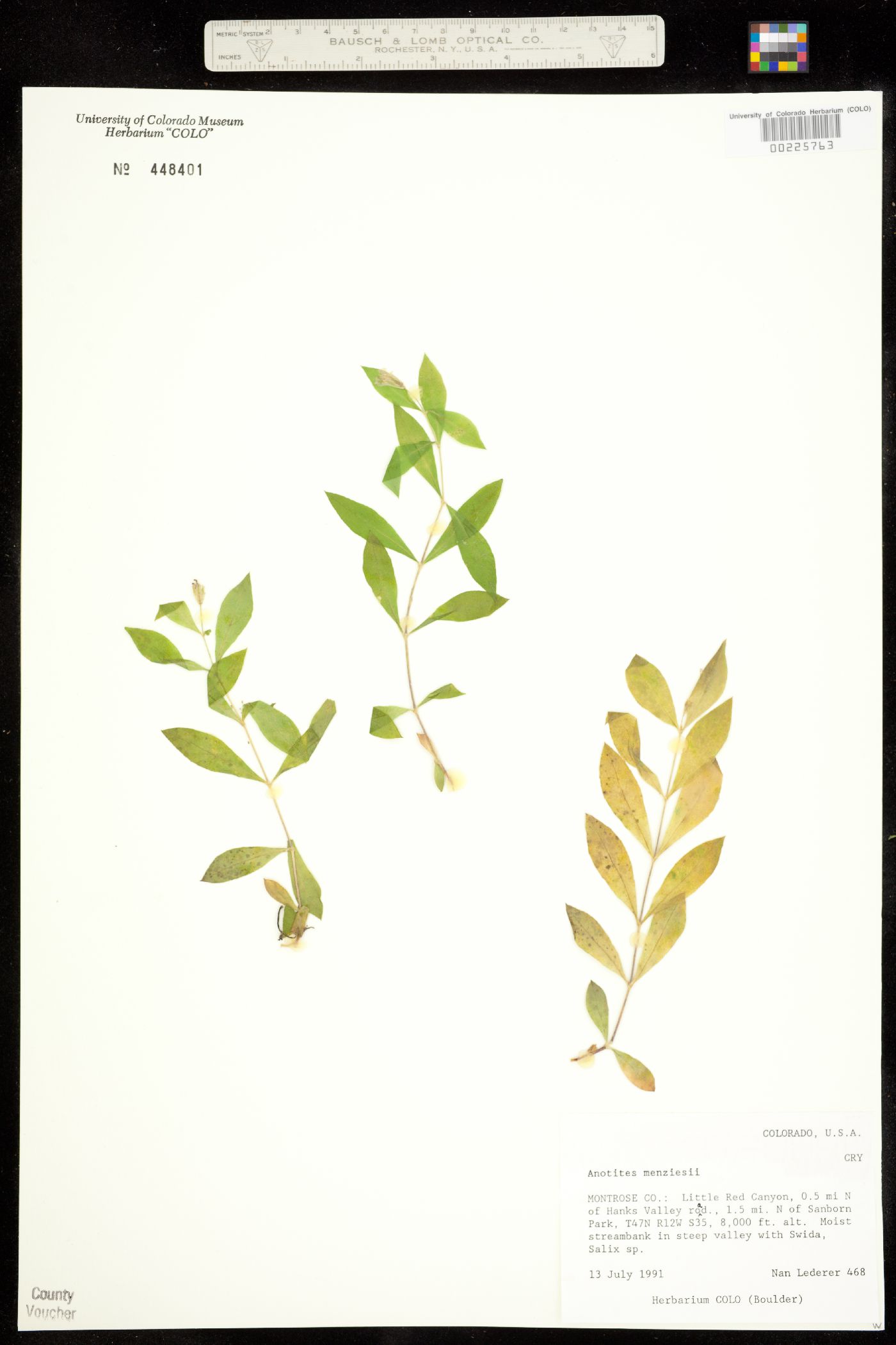 Silene menziesii image