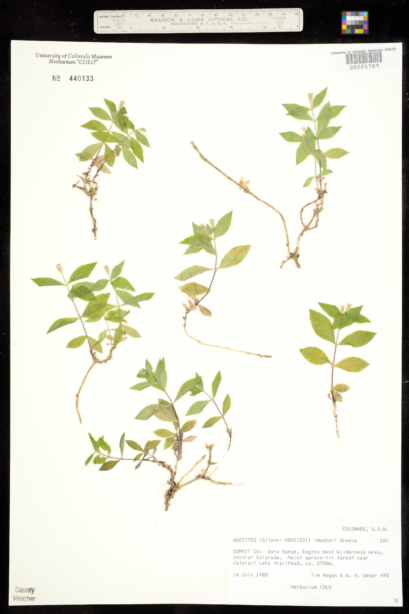 Silene menziesii image