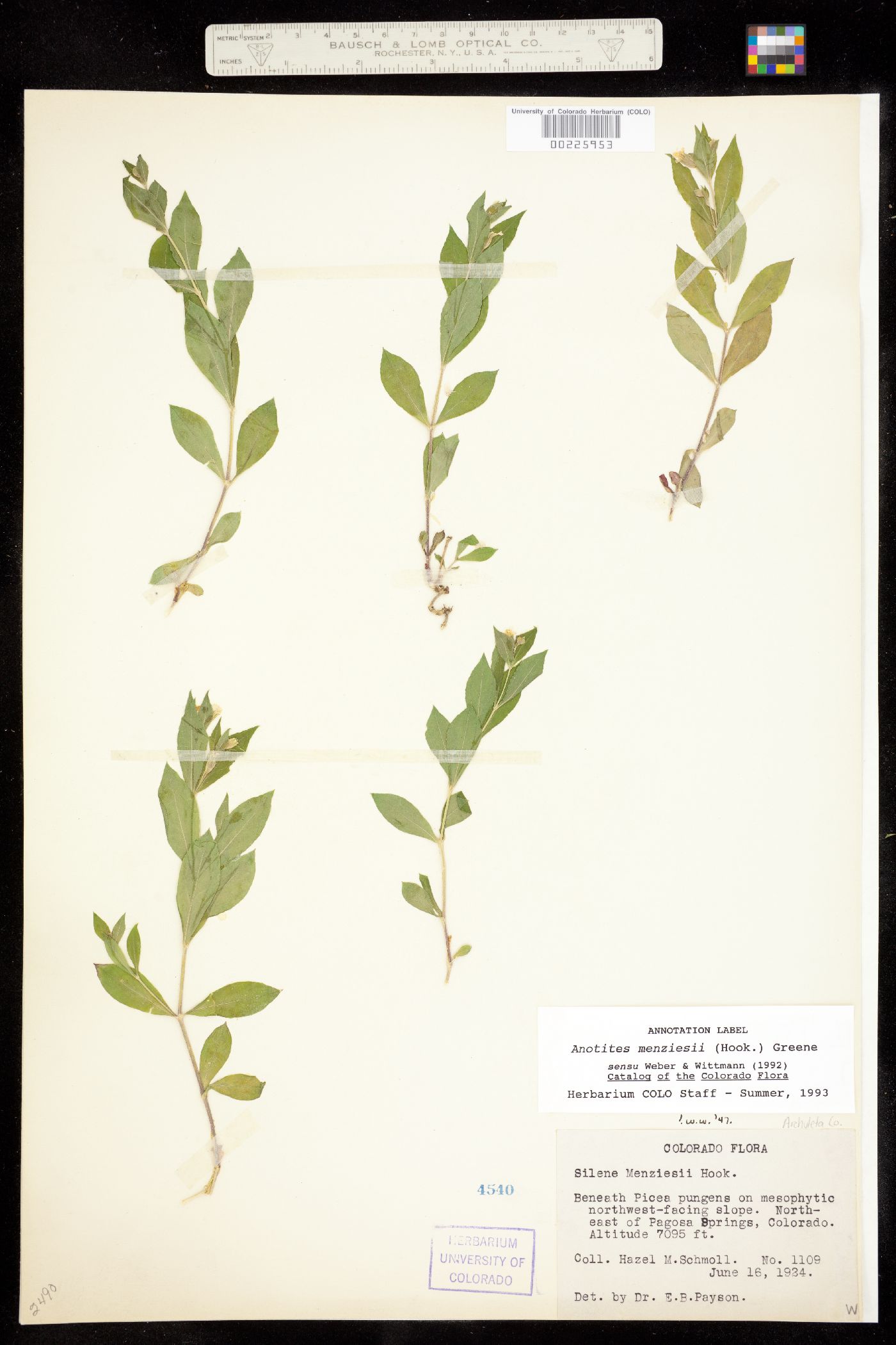 Silene menziesii image