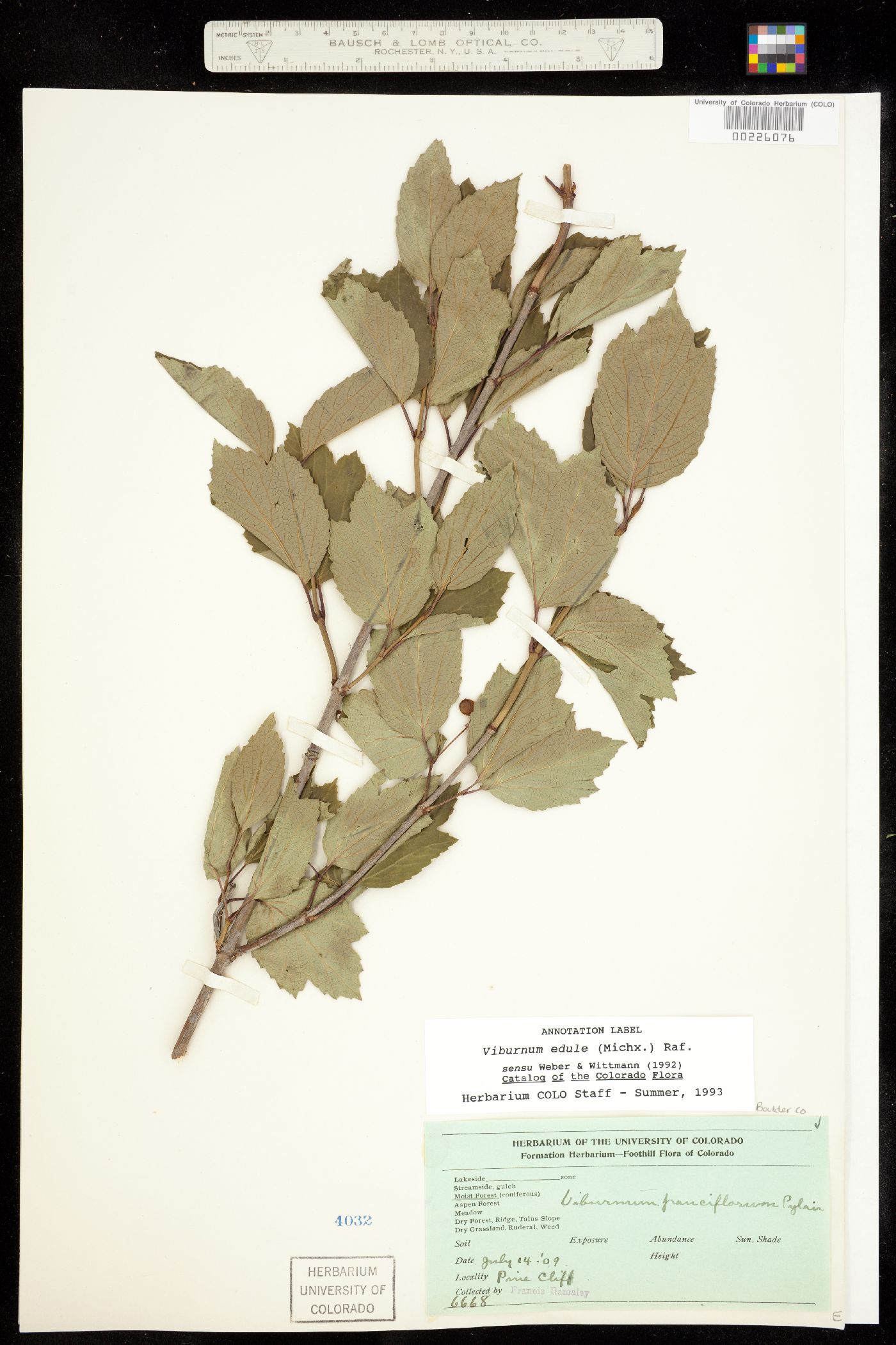 Viburnum edule image