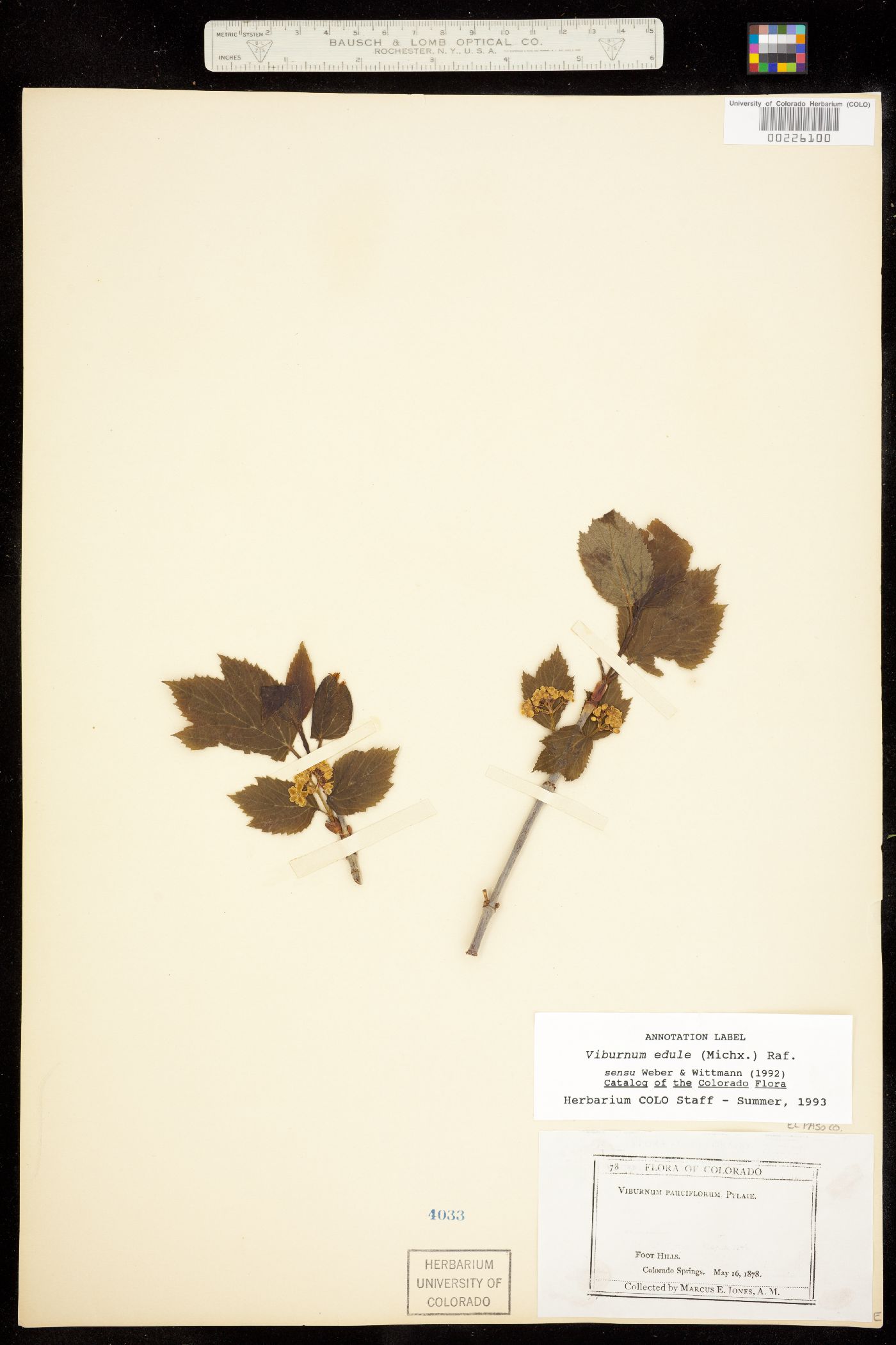 Viburnum image