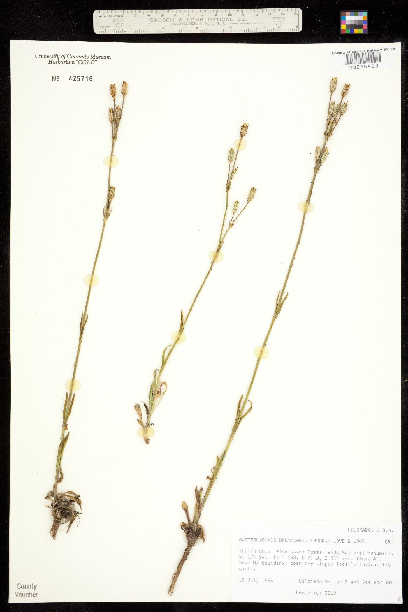 Silene drummondii ssp. drummondii image