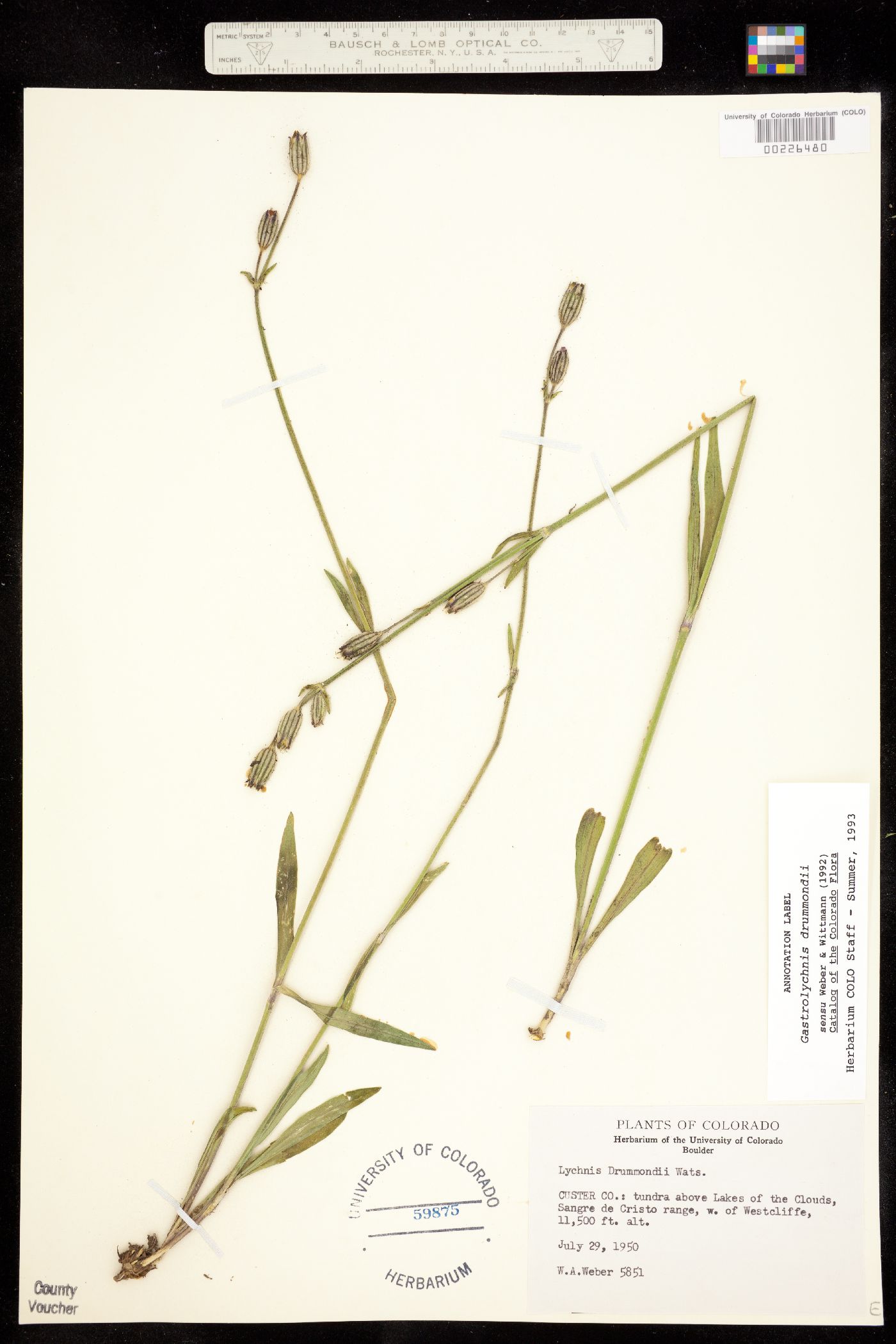 Caryophyllaceae image