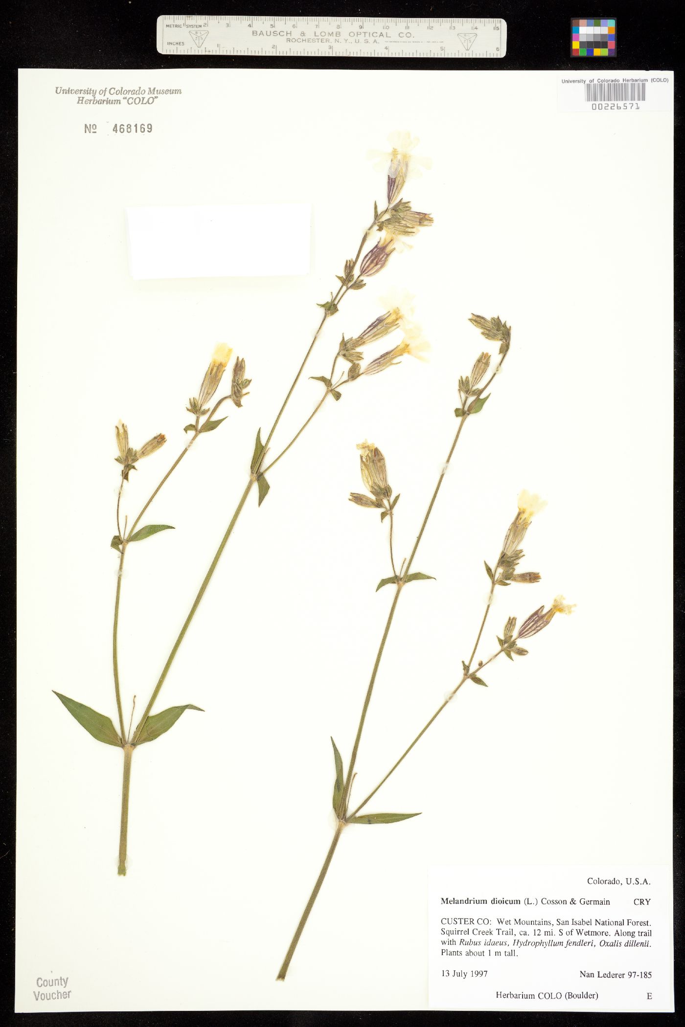 Silene dioica image