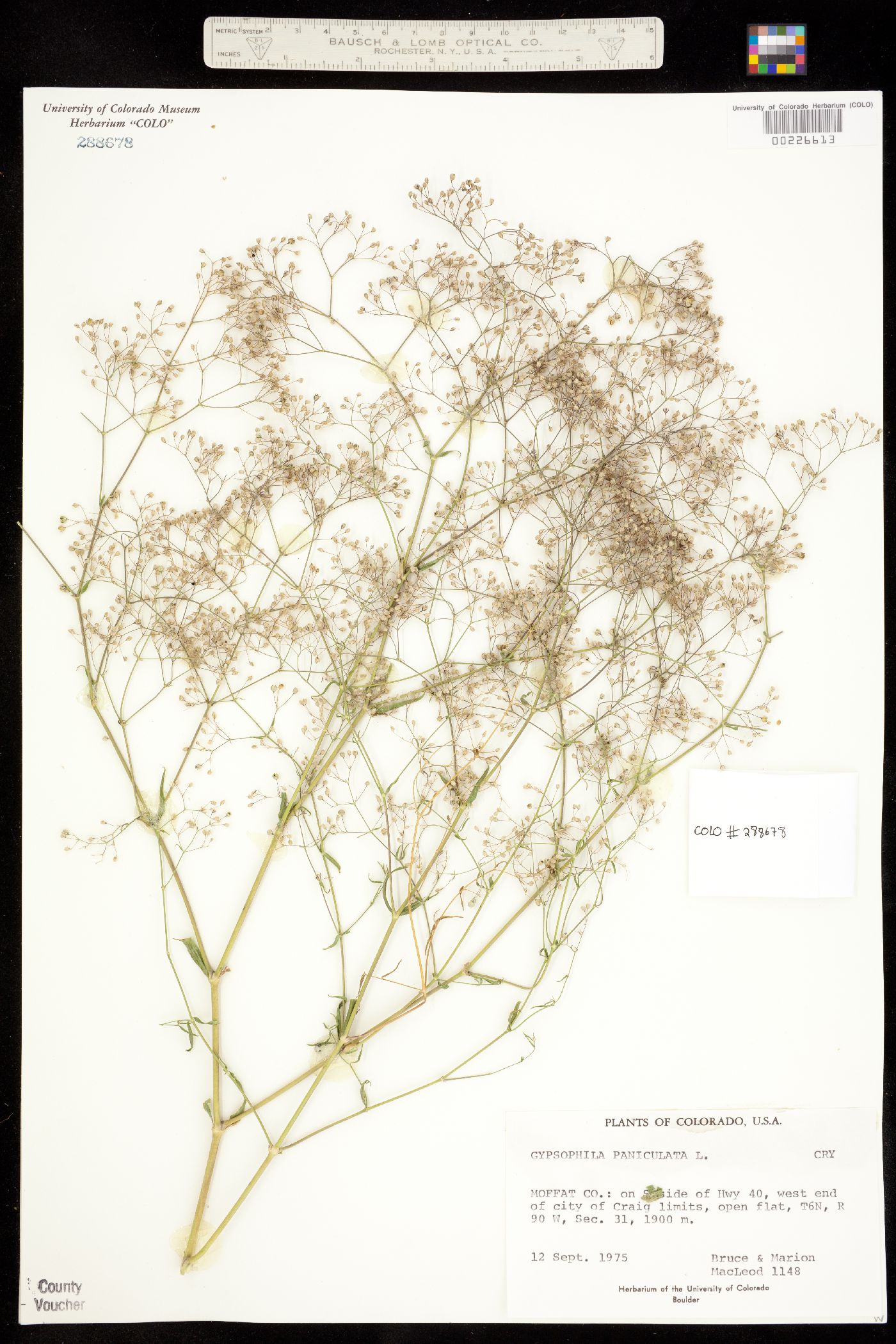 Gypsophila paniculata image