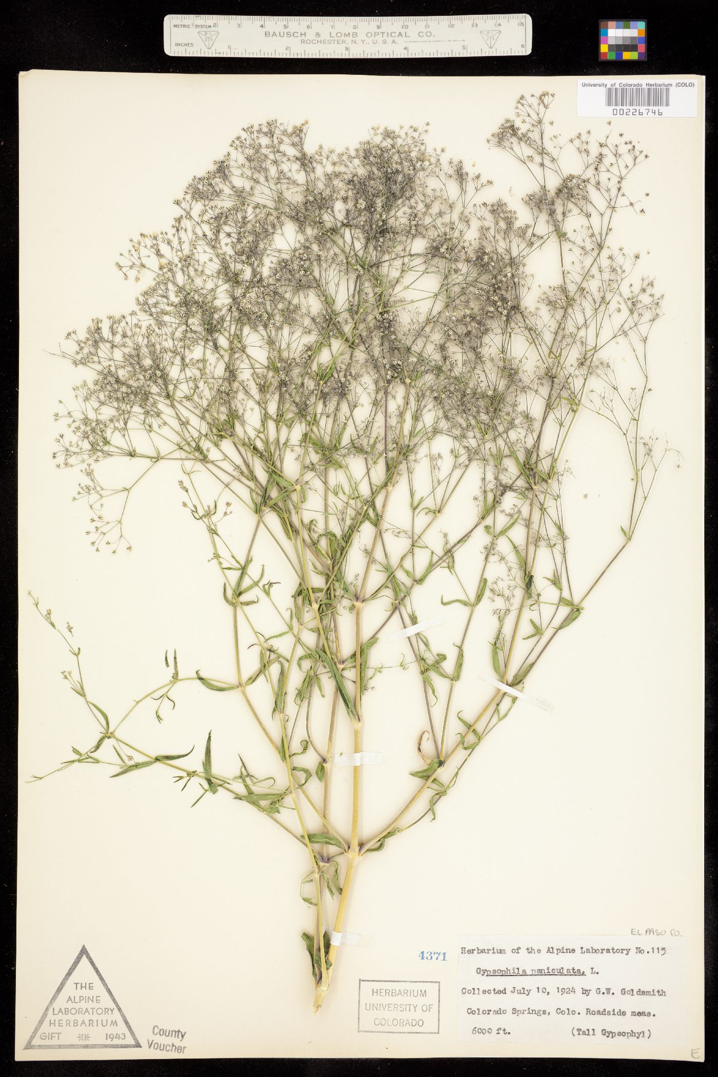 Gypsophila paniculata image