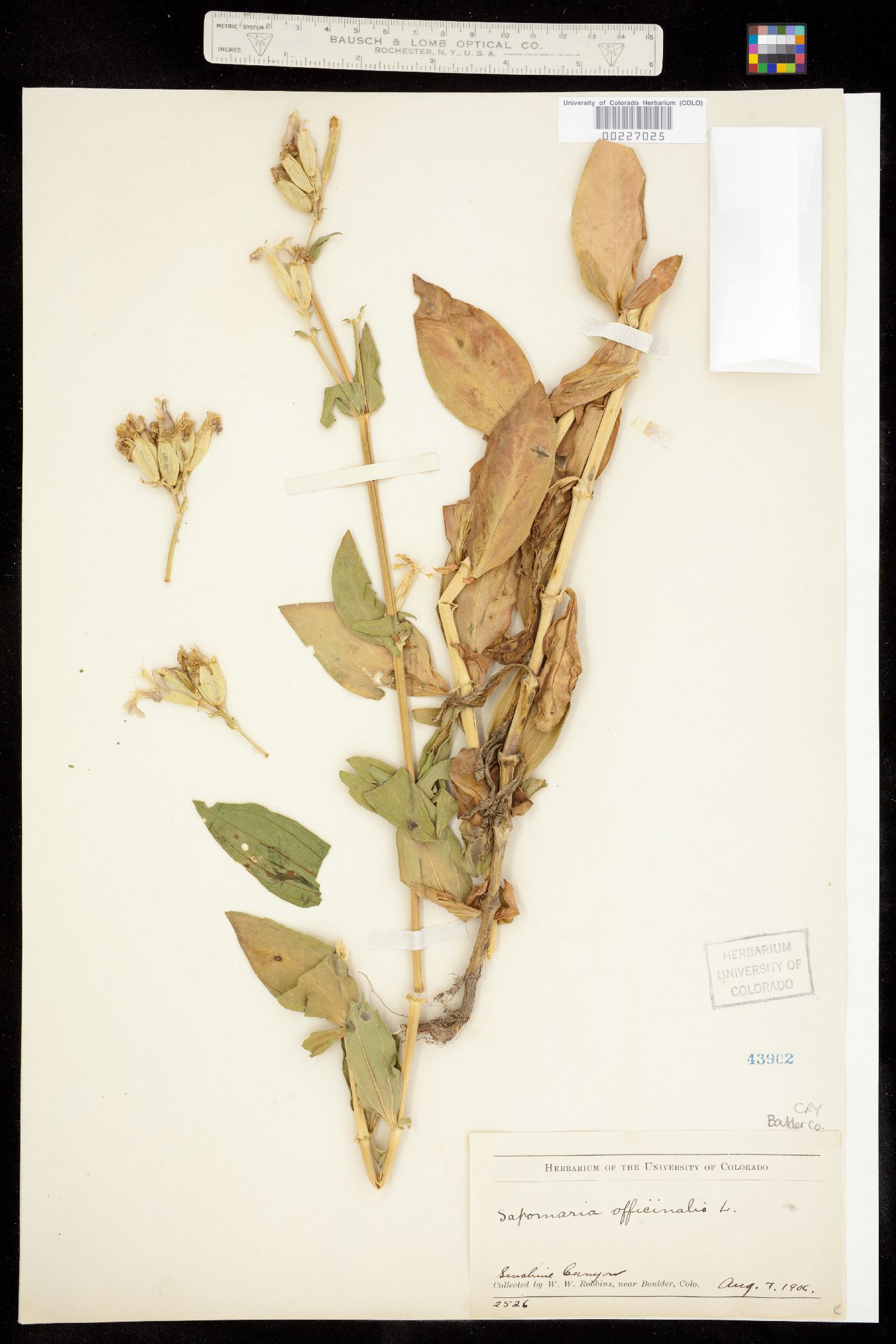 Saponaria officinalis image