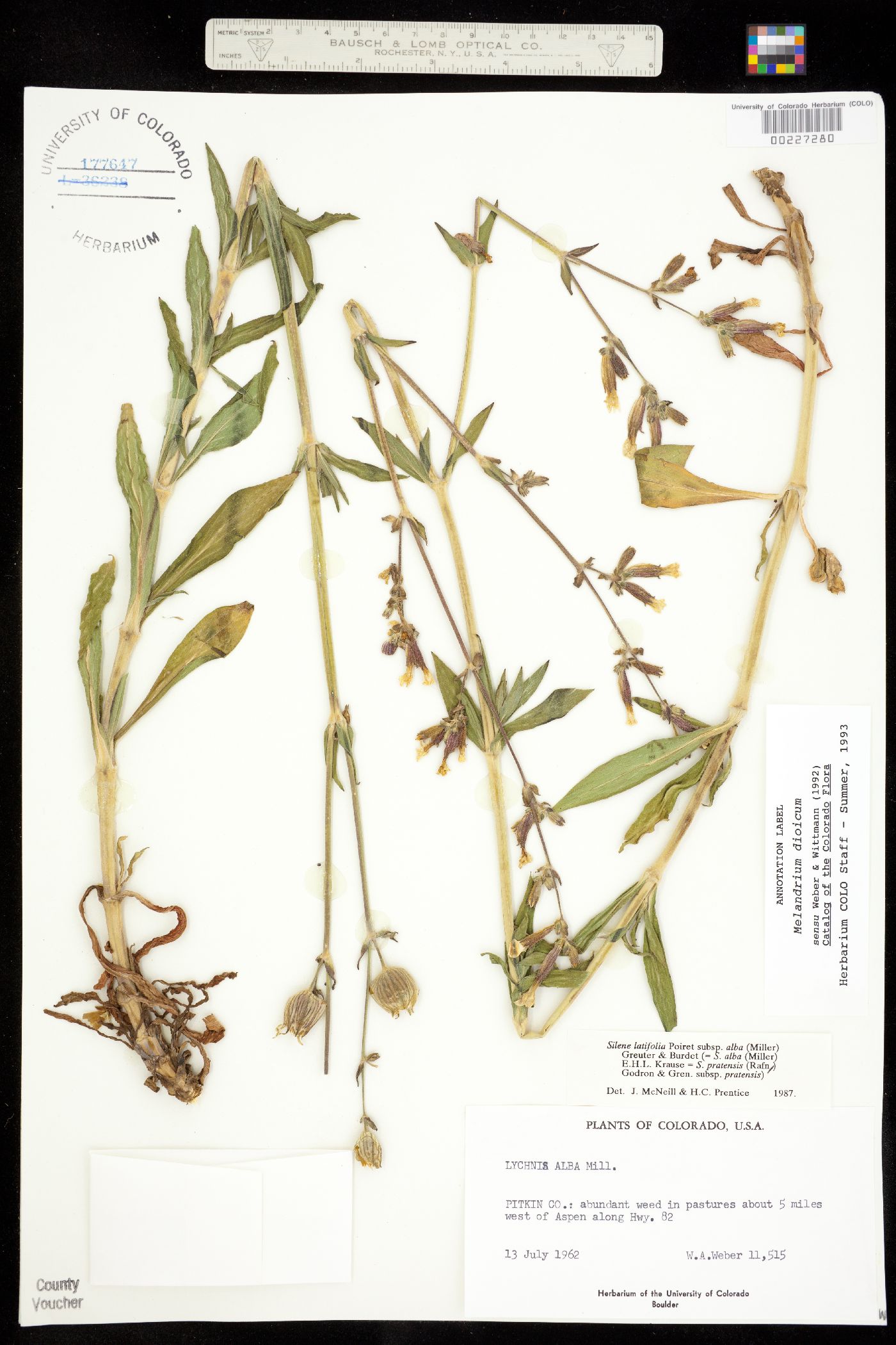Caryophyllaceae image