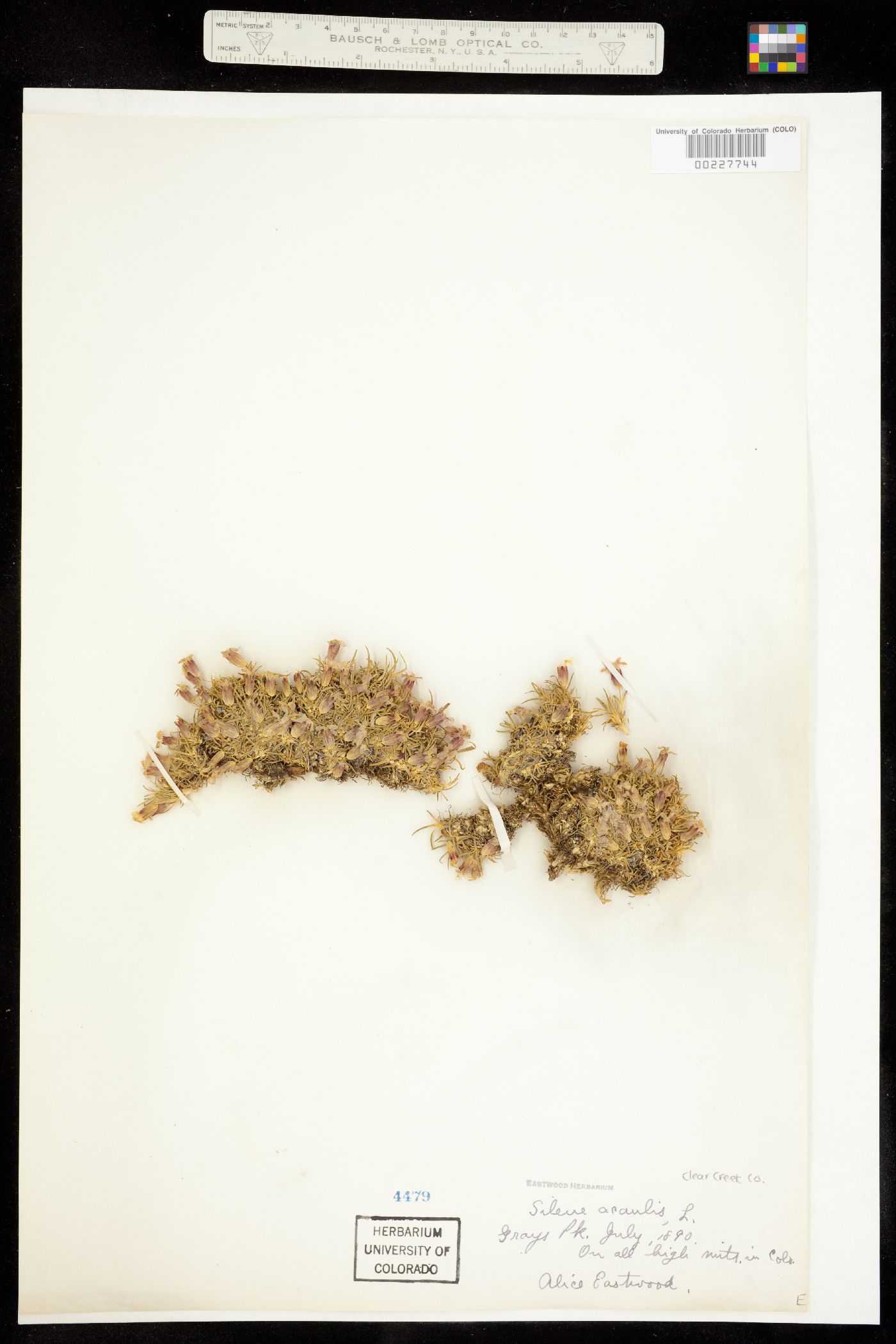 Silene acaulis image