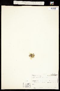 Silene acaulis var. subacaulescens image