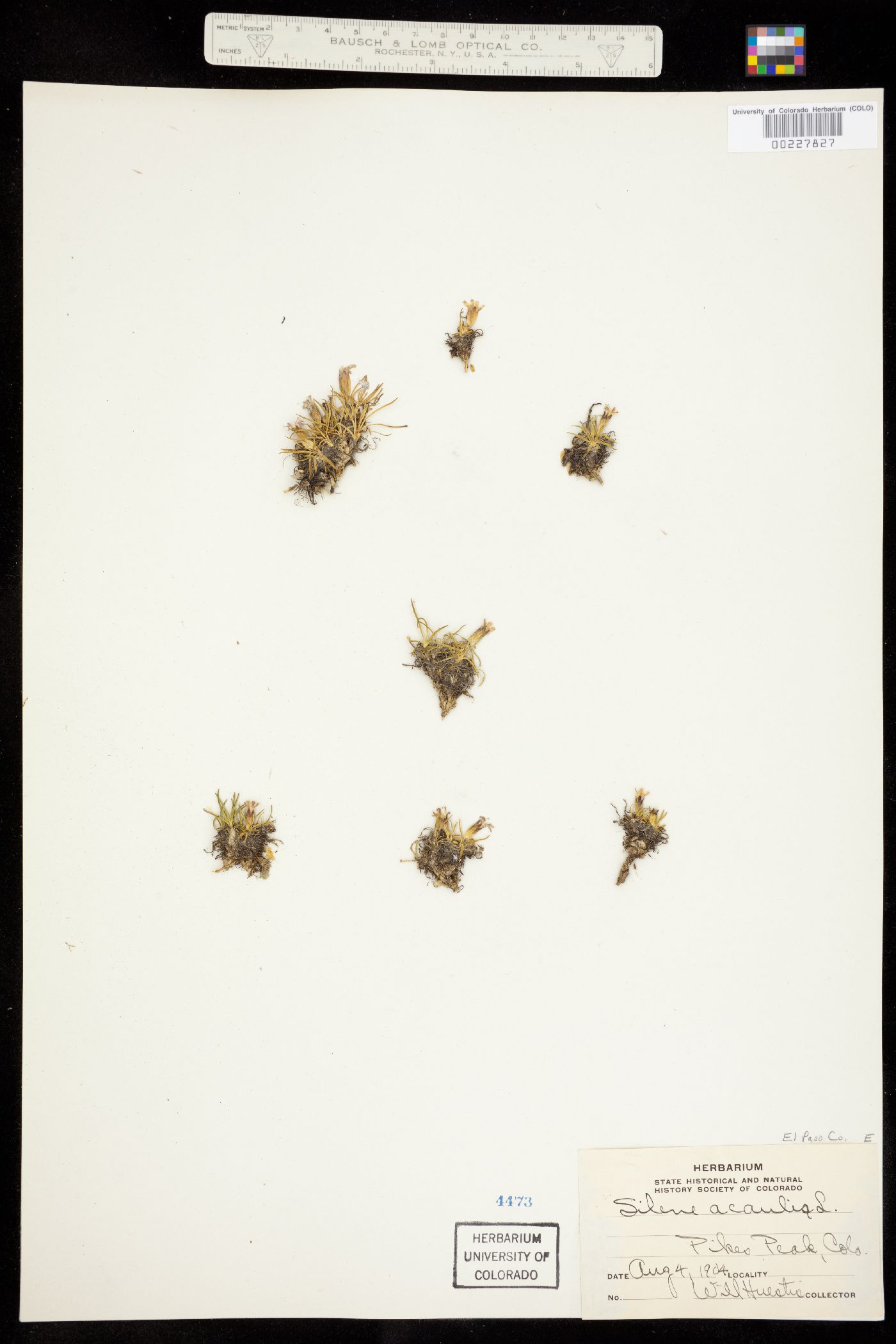 Silene acaulis image