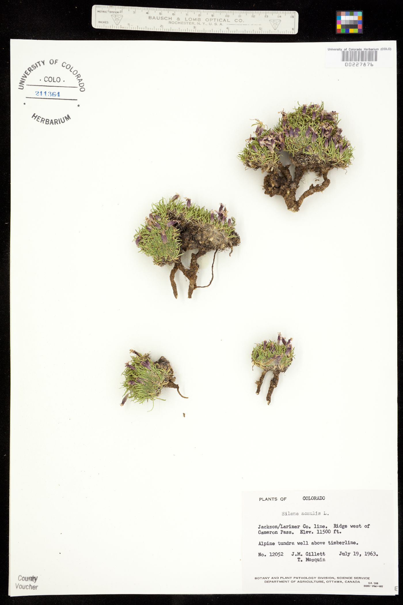 Silene acaulis image