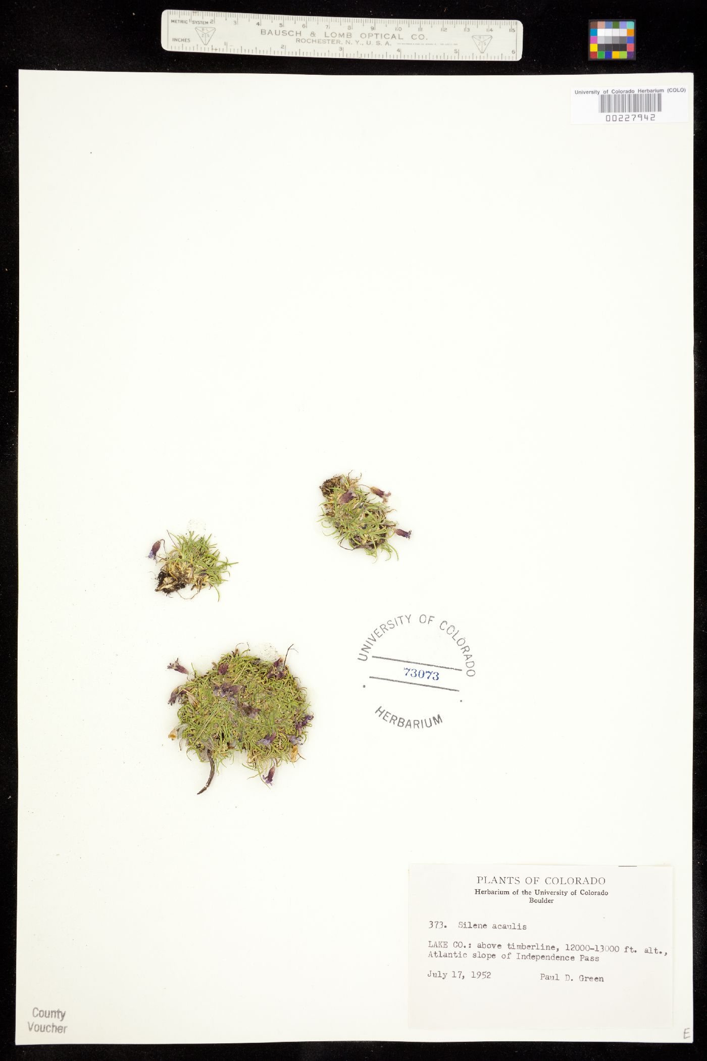 Silene acaulis image