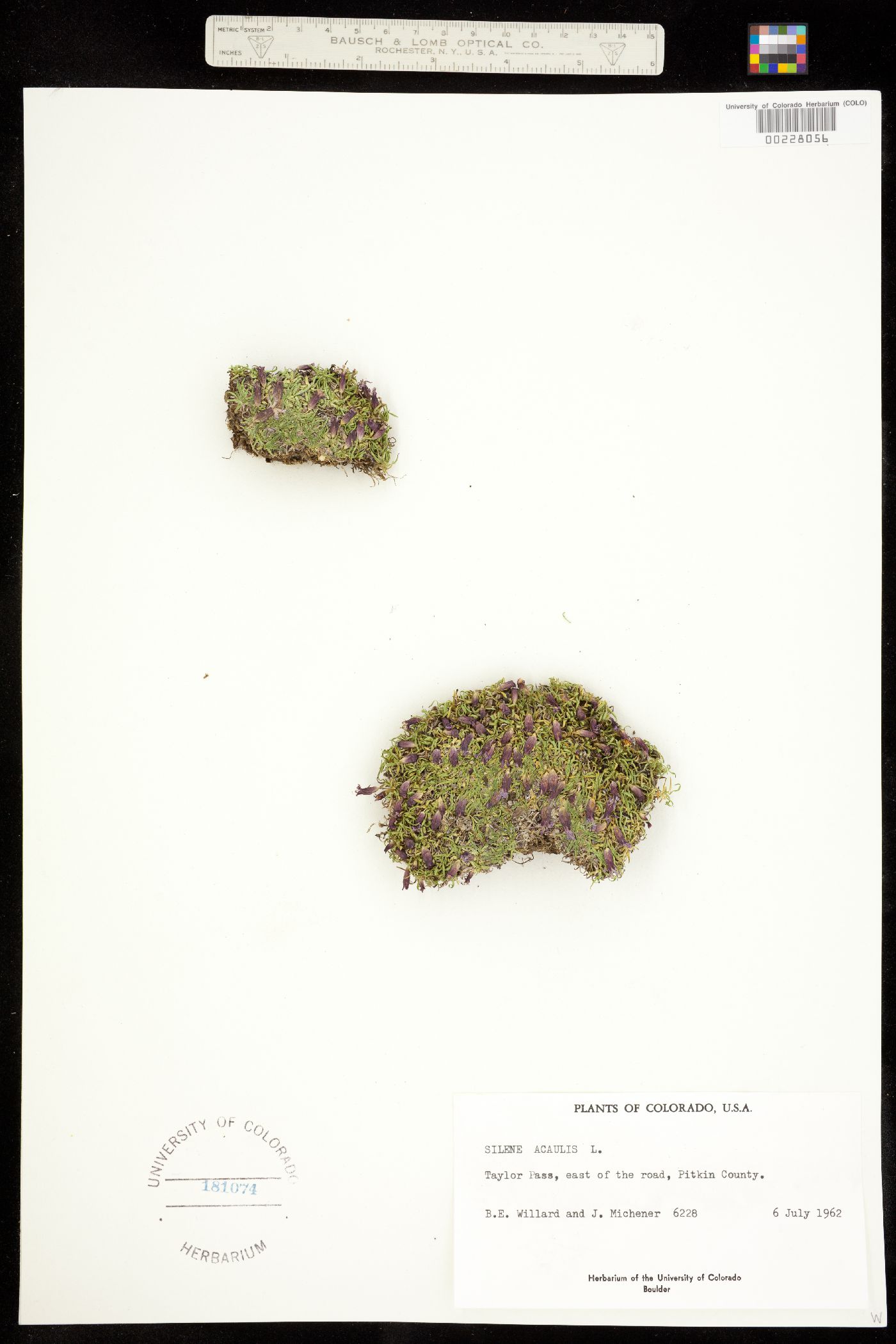 Silene acaulis image
