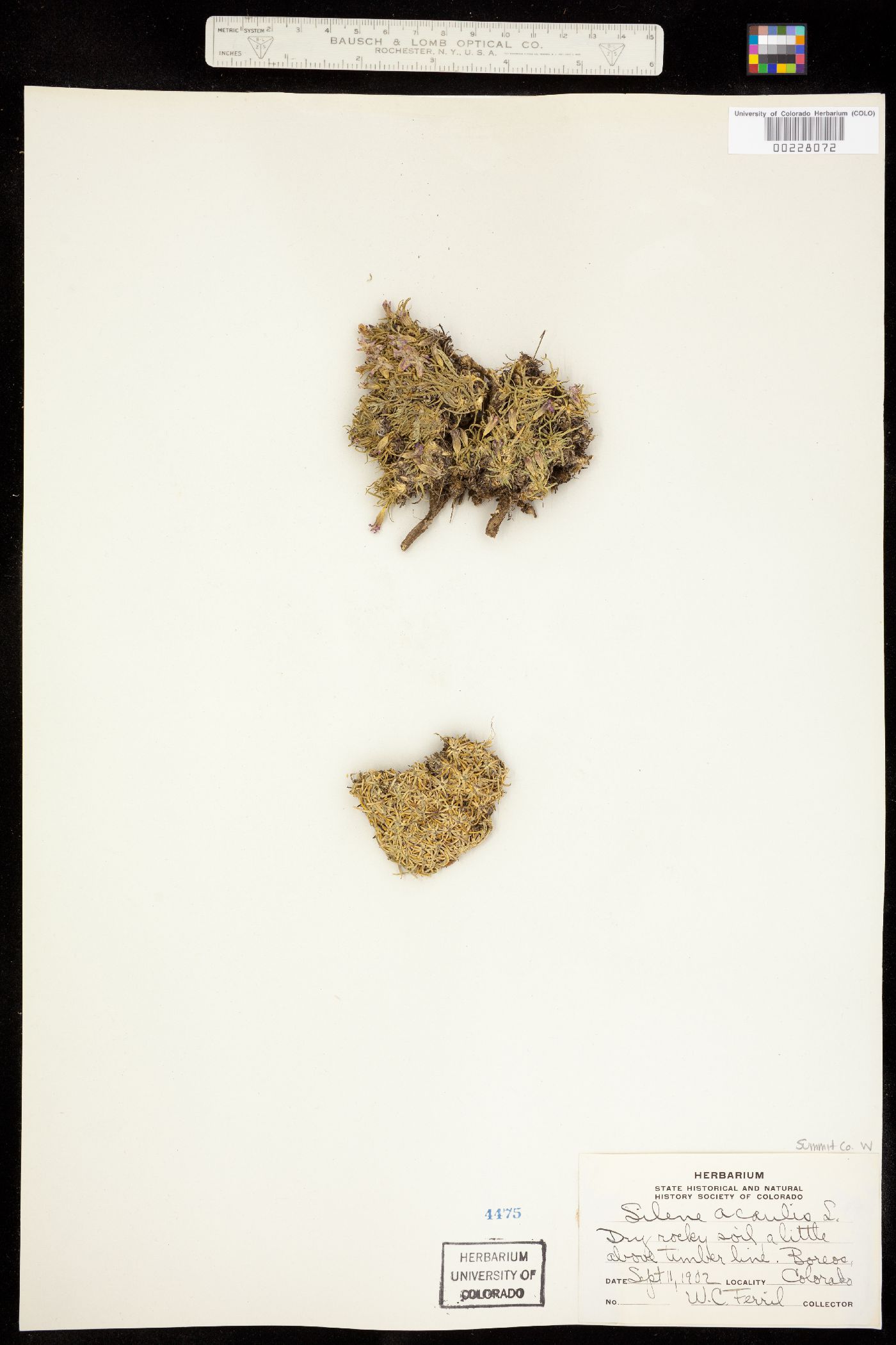 Silene acaulis image