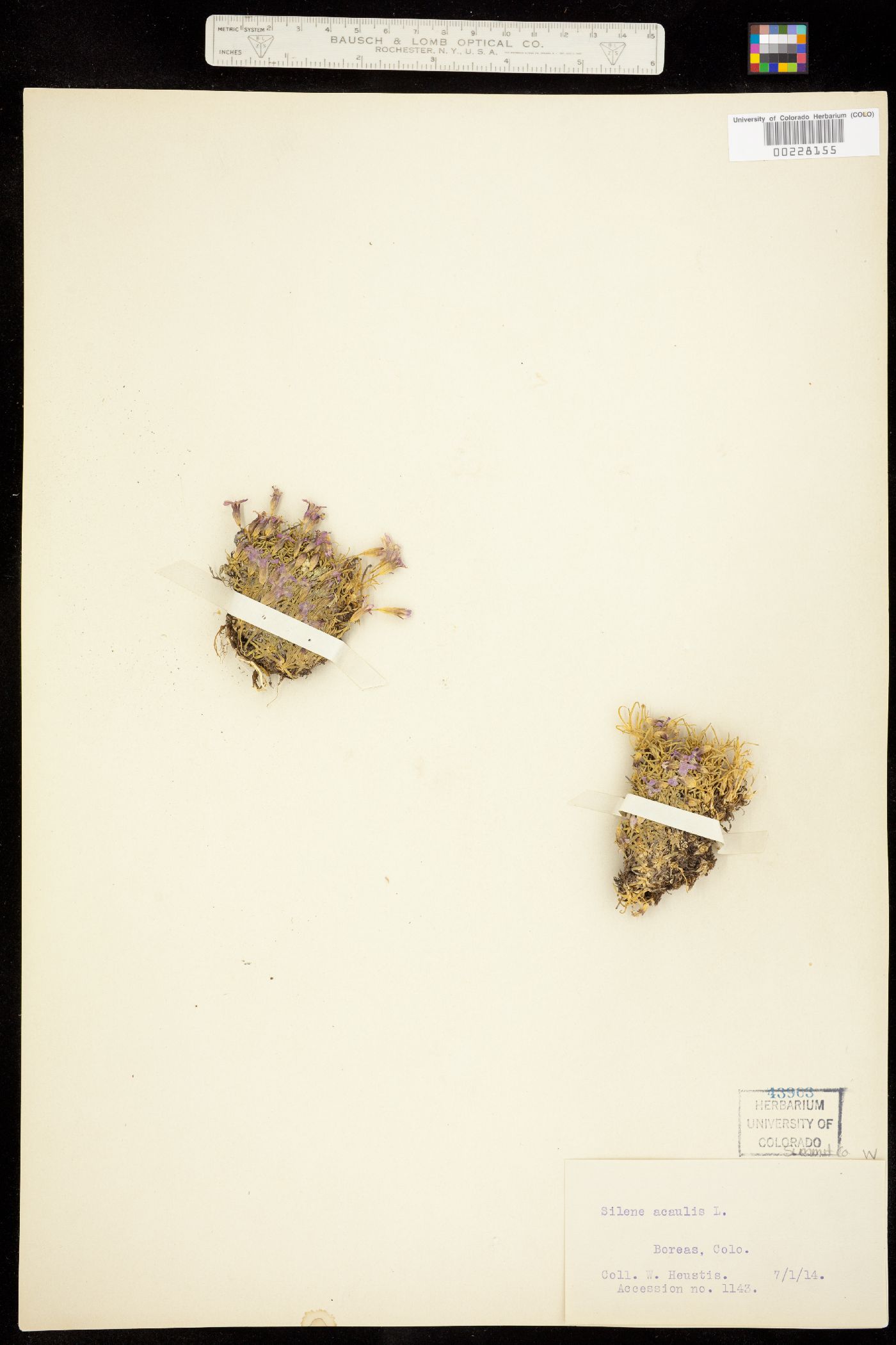 Silene image