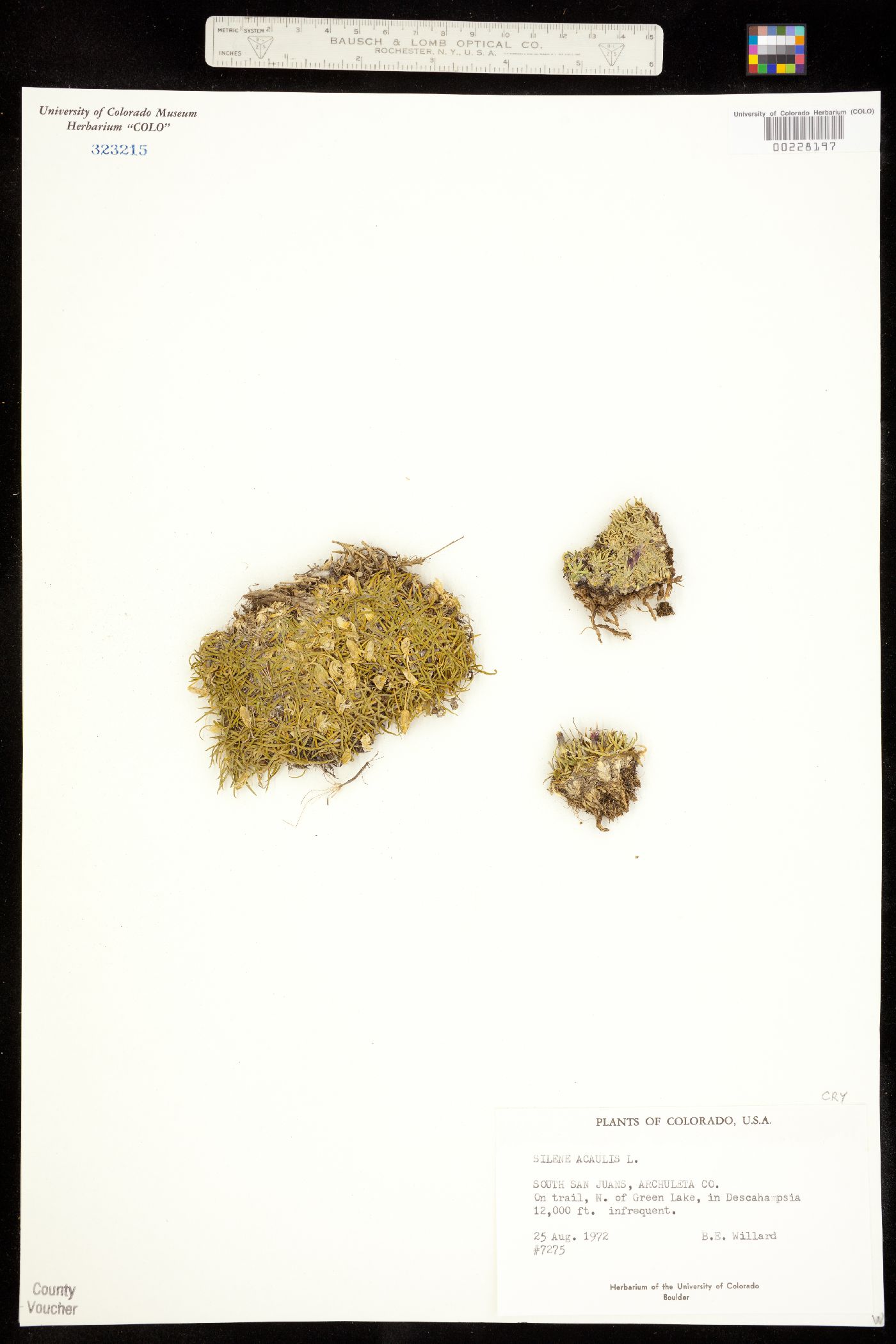 Caryophyllaceae image