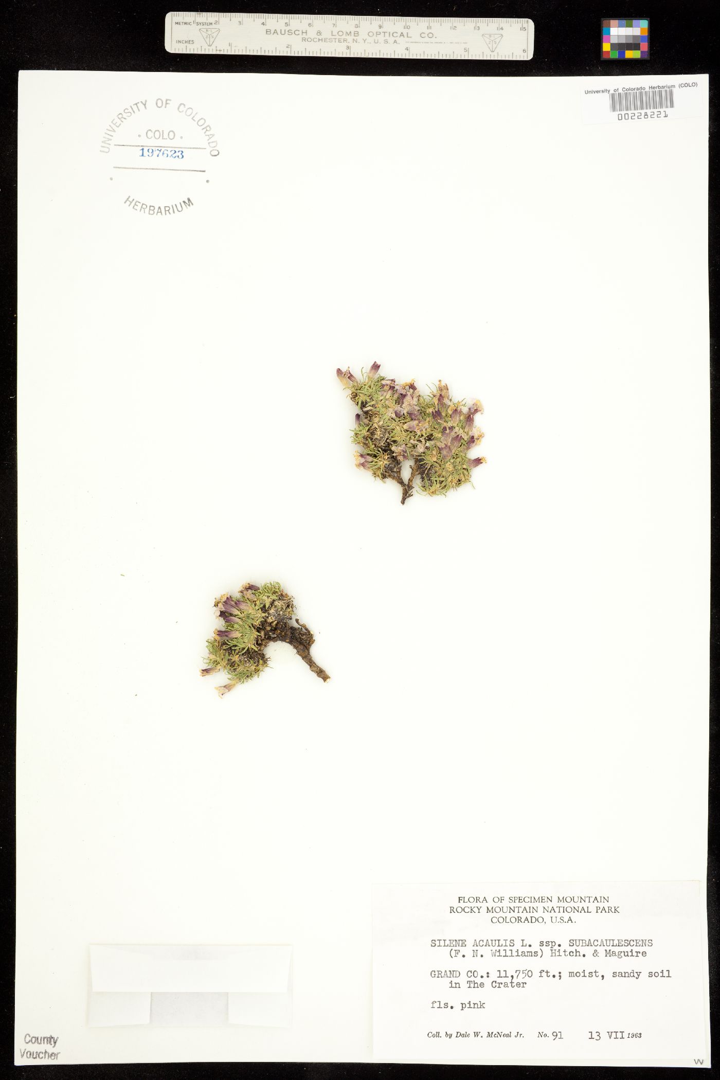 Silene acaulis image