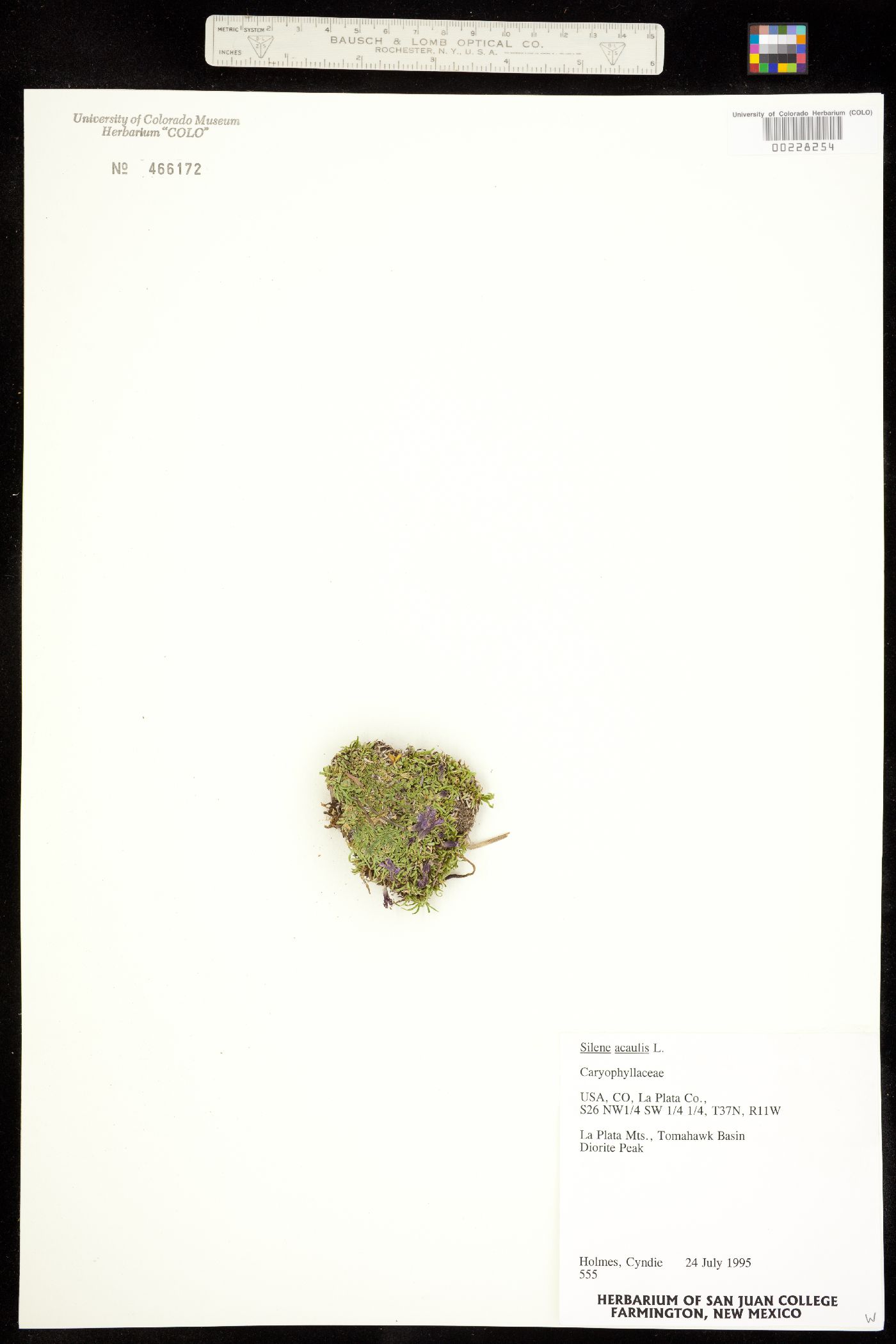 Caryophyllaceae image