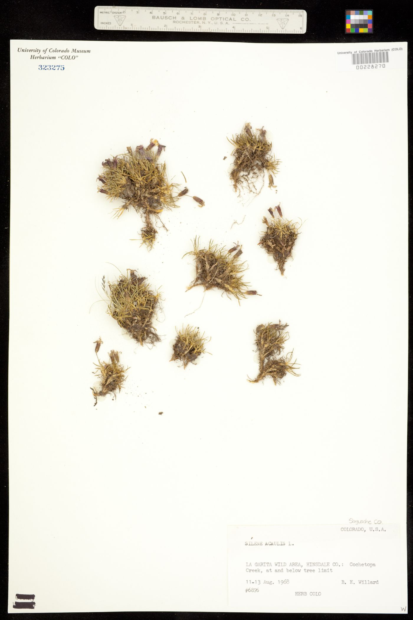 Silene acaulis image