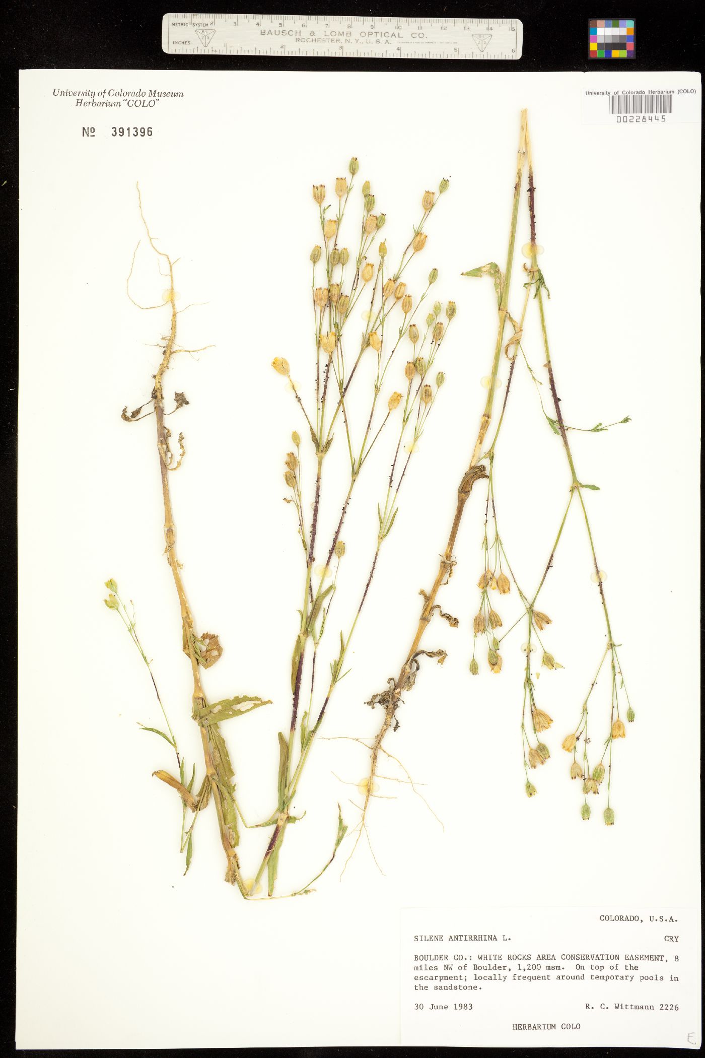 Silene antirrhina image