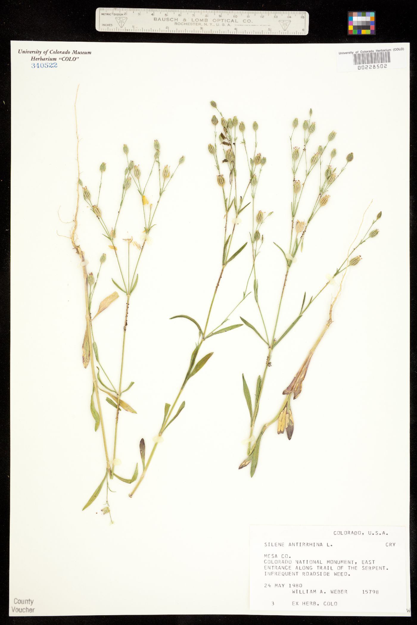 Silene image