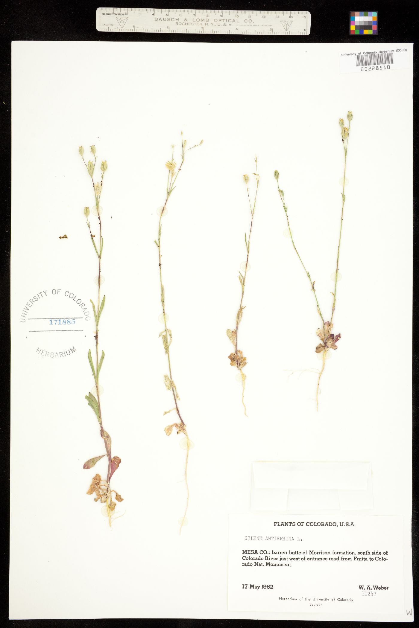 Silene antirrhina image