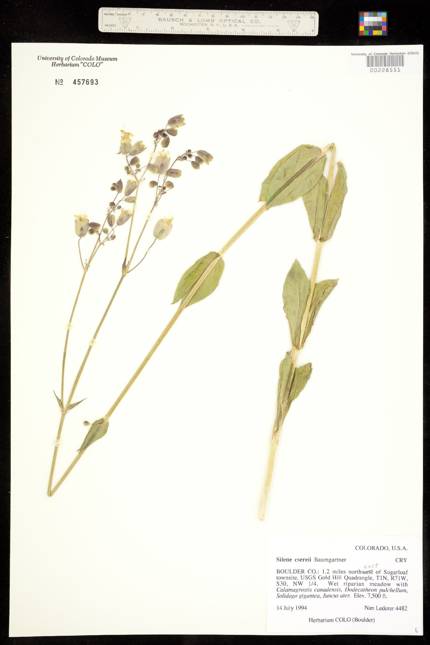 Silene csereii image
