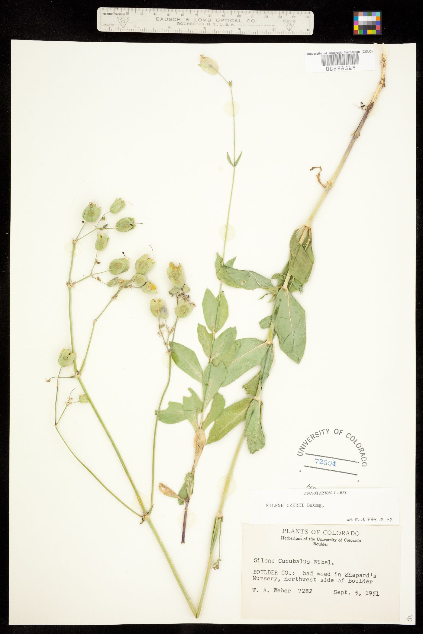 Silene csereii image