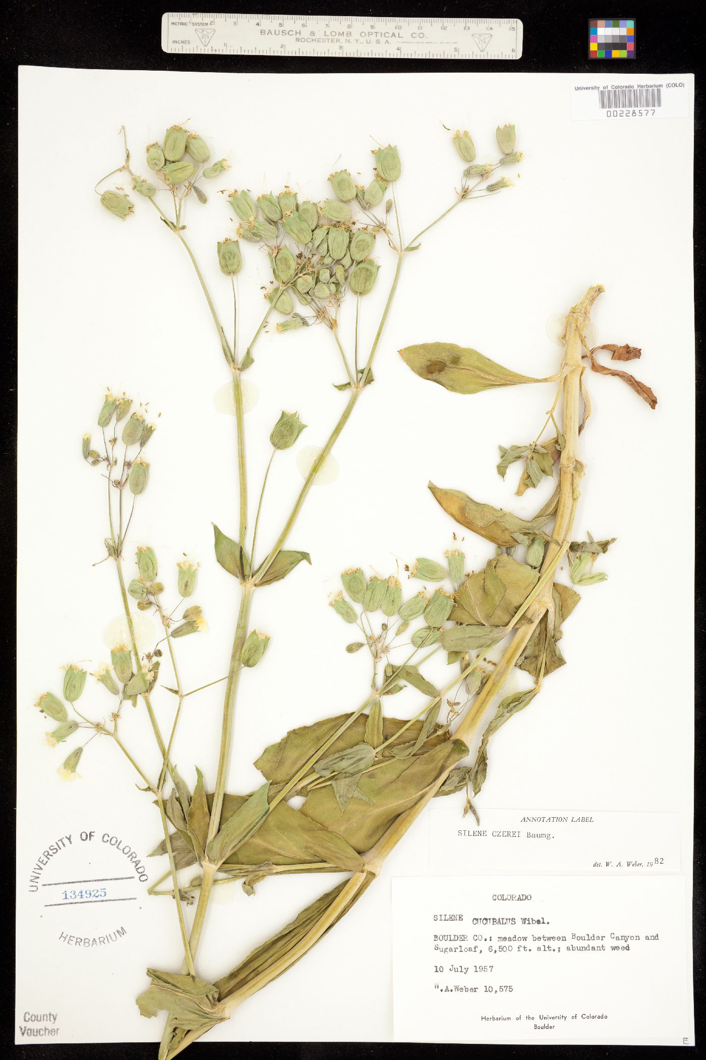 Silene csereii image