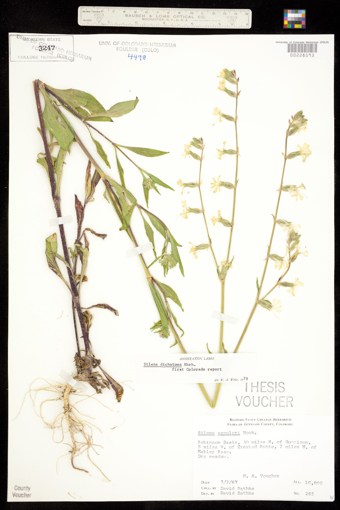 Silene dichotoma image