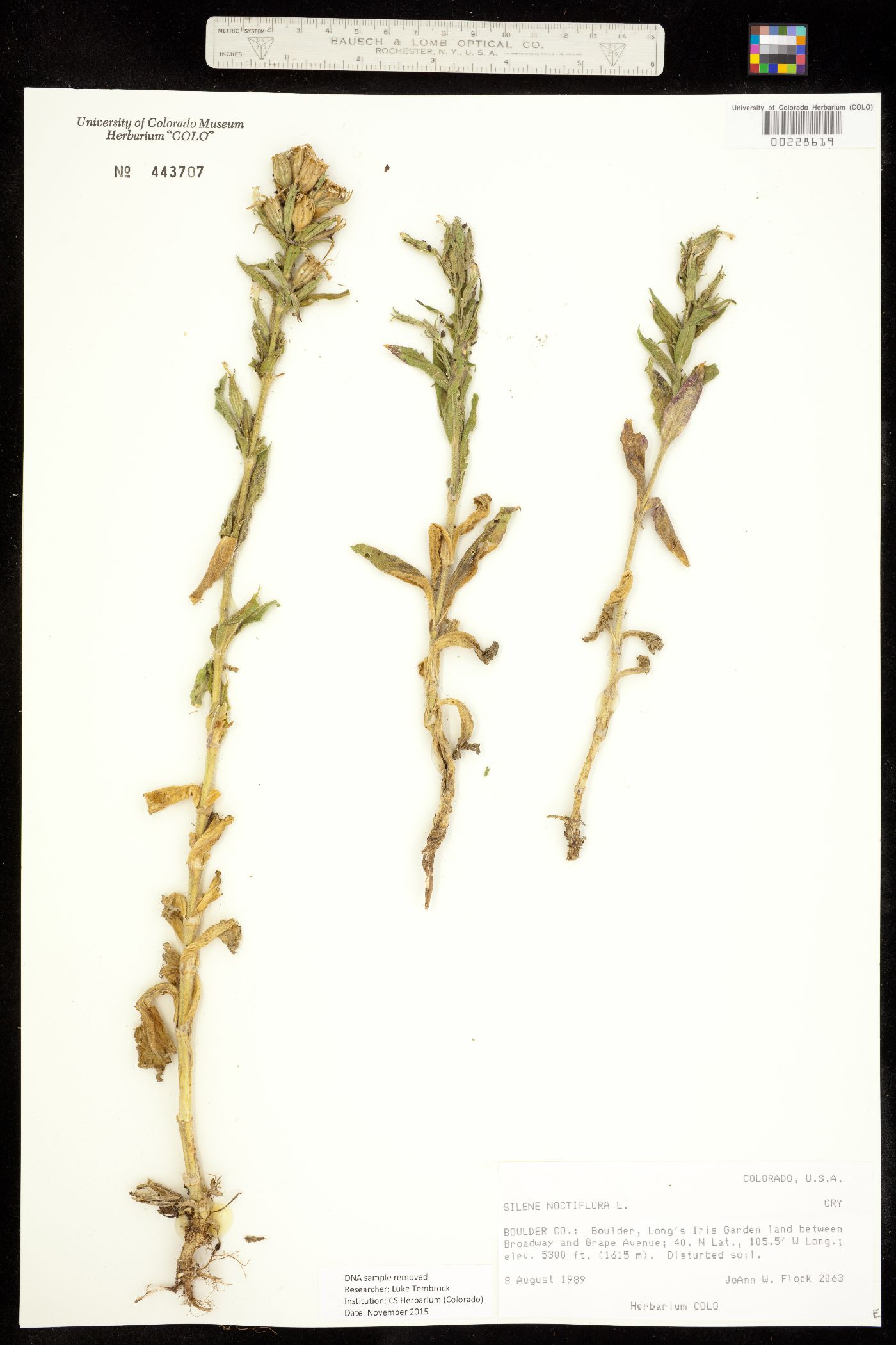 Silene noctiflora image