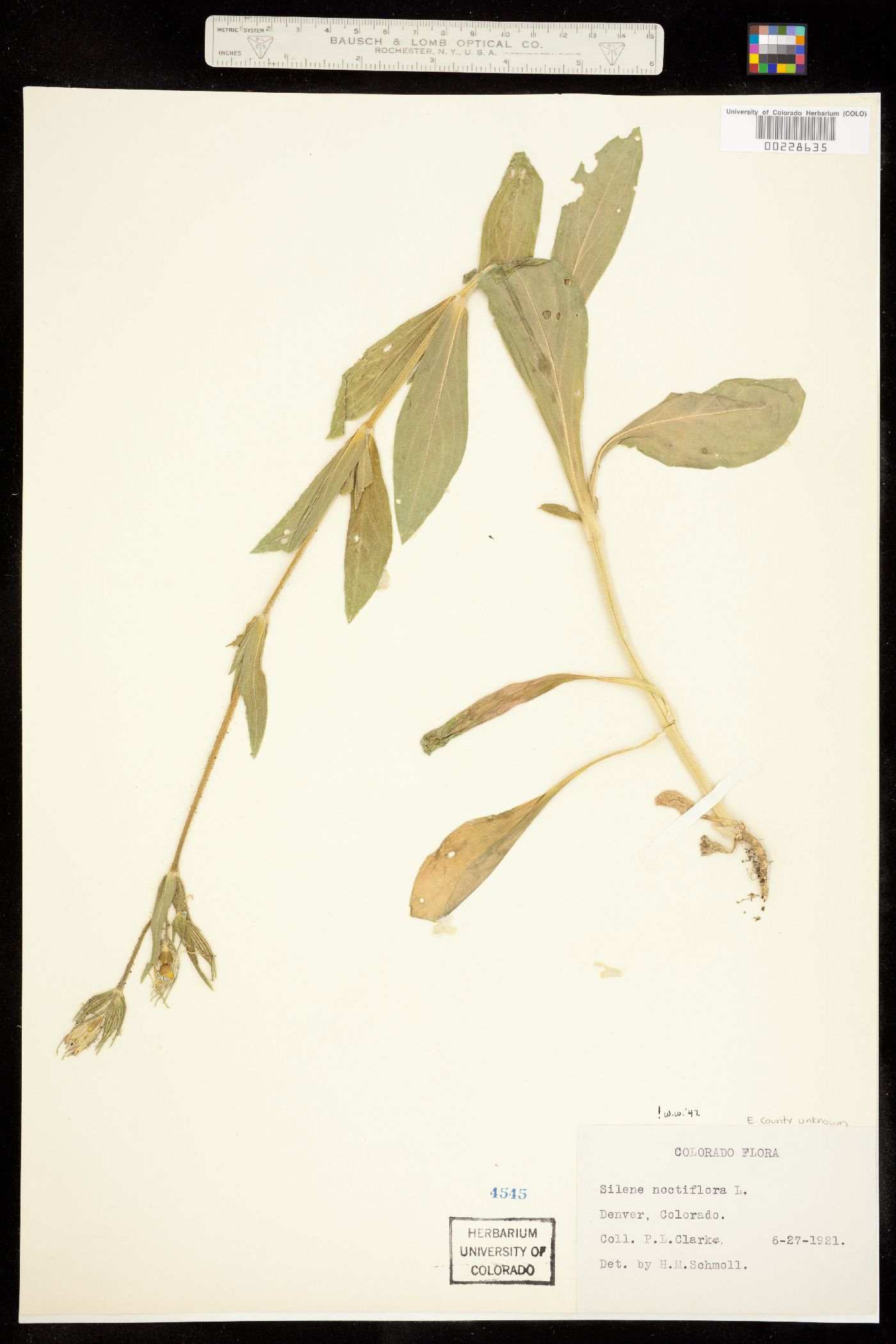 Silene noctiflora image