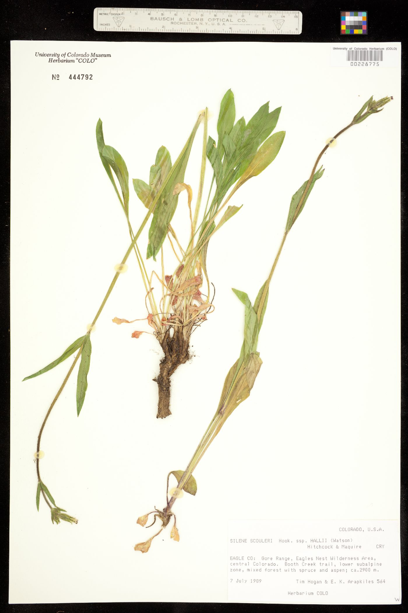 Silene scouleri ssp. hallii image