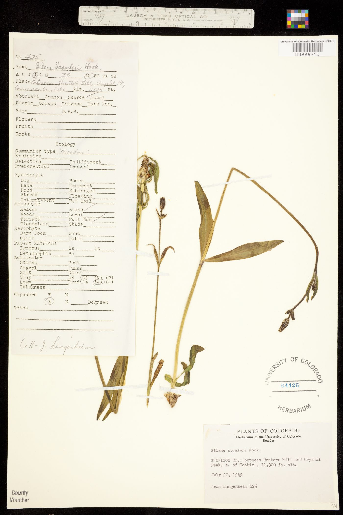 Silene scouleri subsp. hallii image