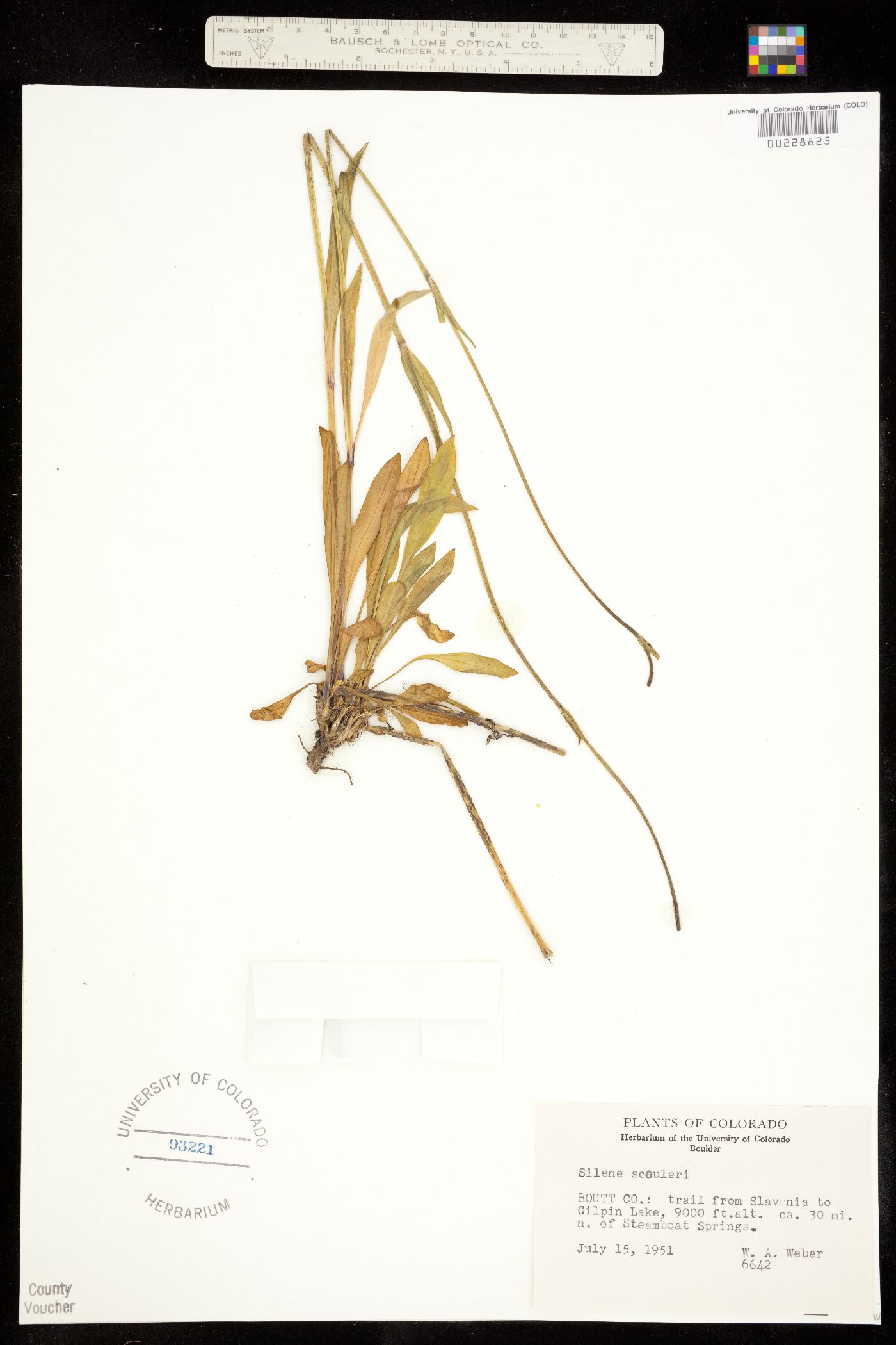 Silene image