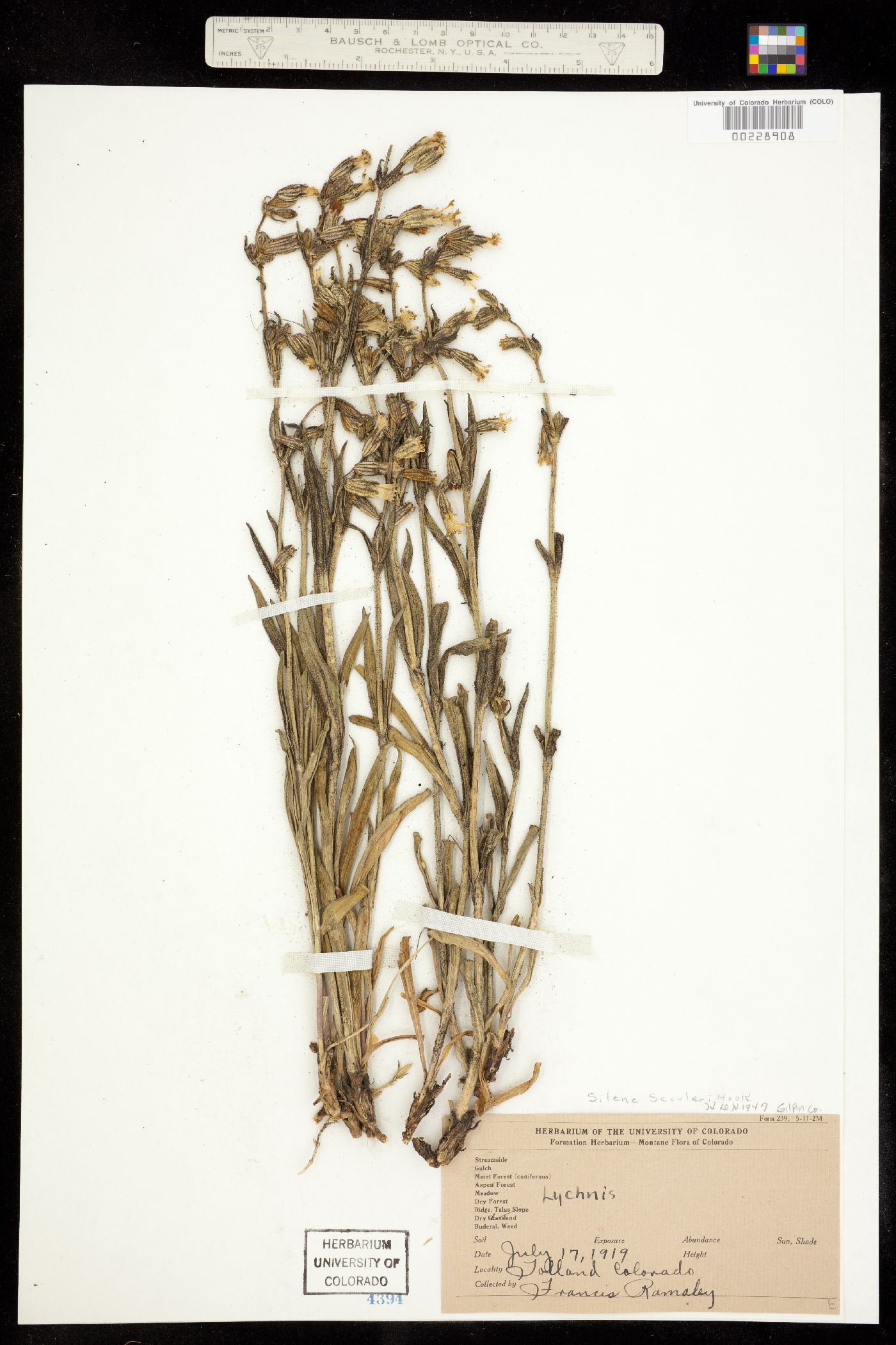 Silene scouleri ssp. hallii image