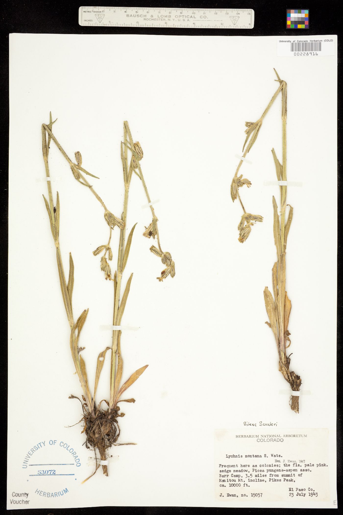 Silene scouleri ssp. hallii image