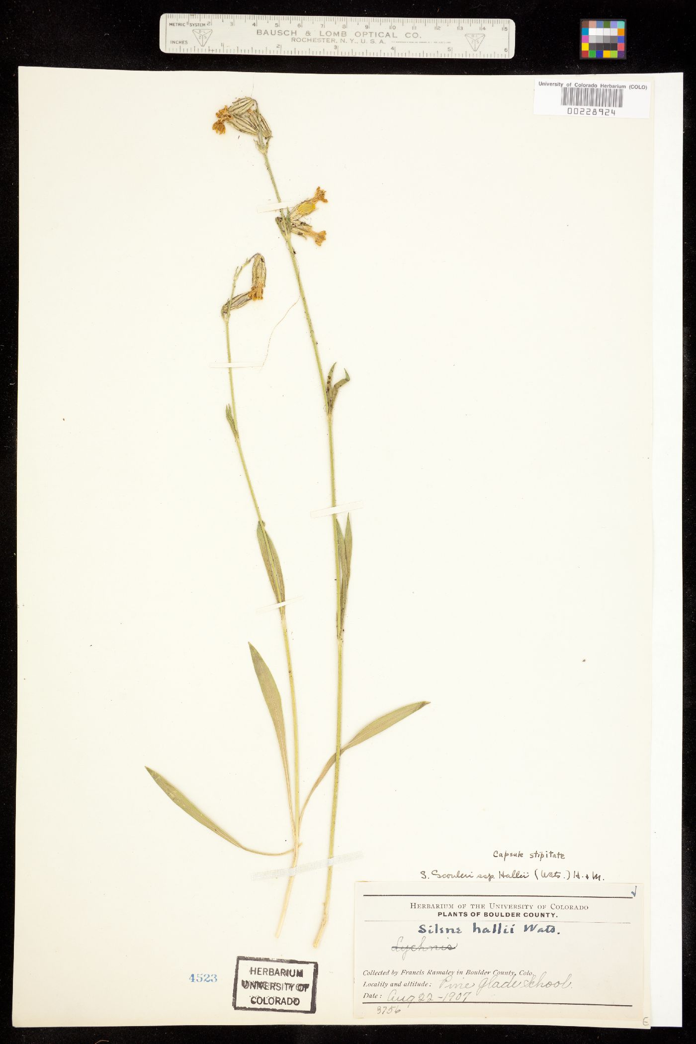 Silene scouleri subsp. hallii image