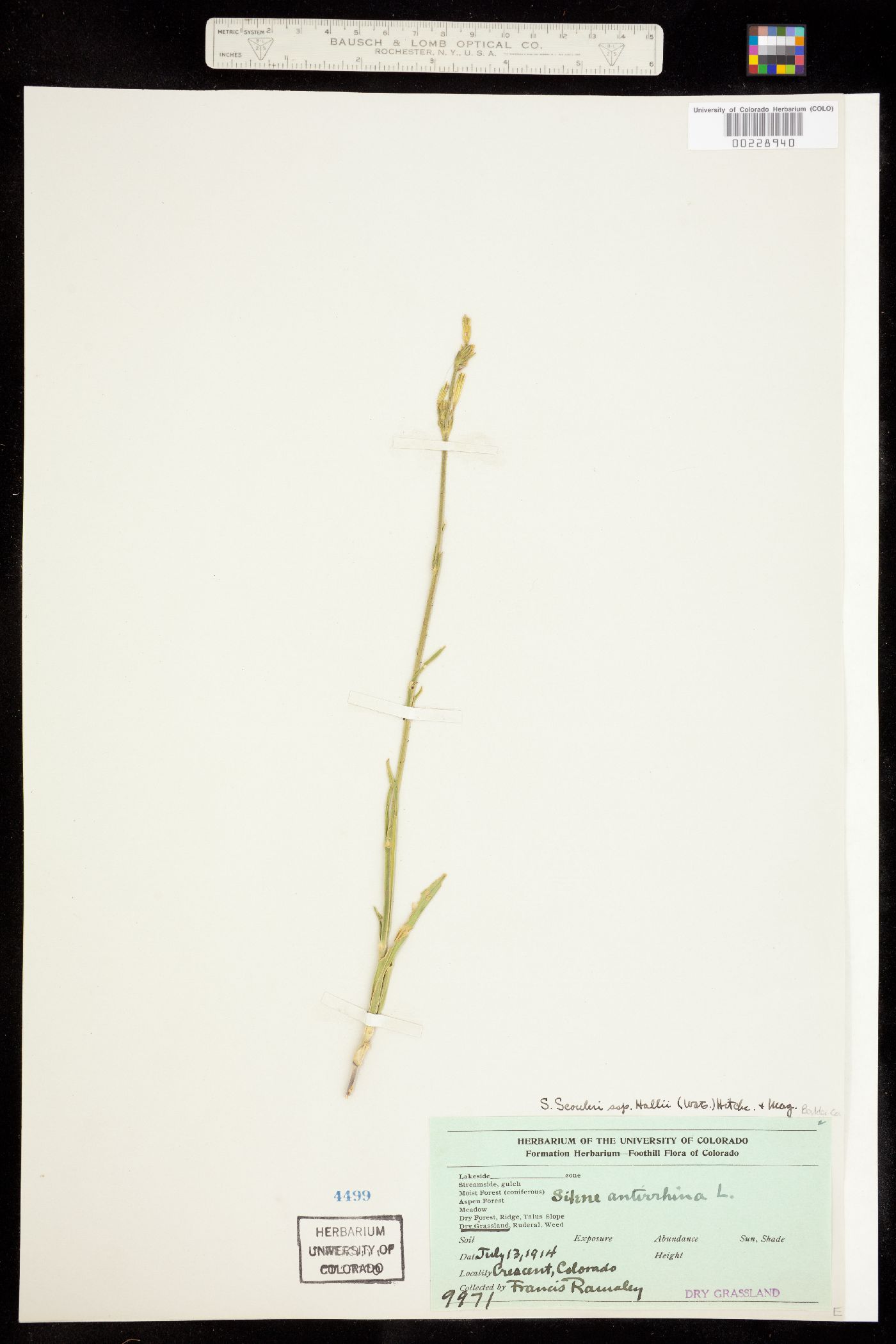 Silene scouleri ssp. hallii image