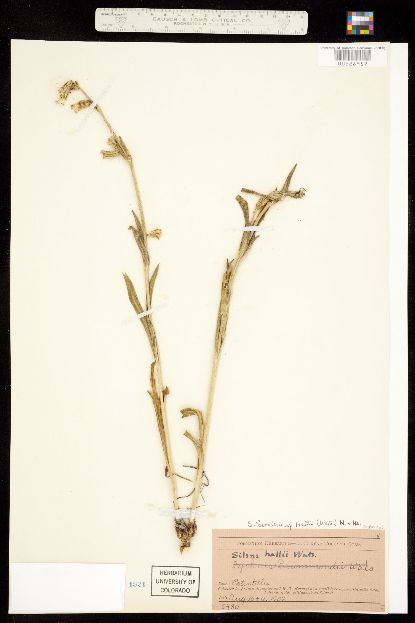 Silene scouleri ssp. hallii image