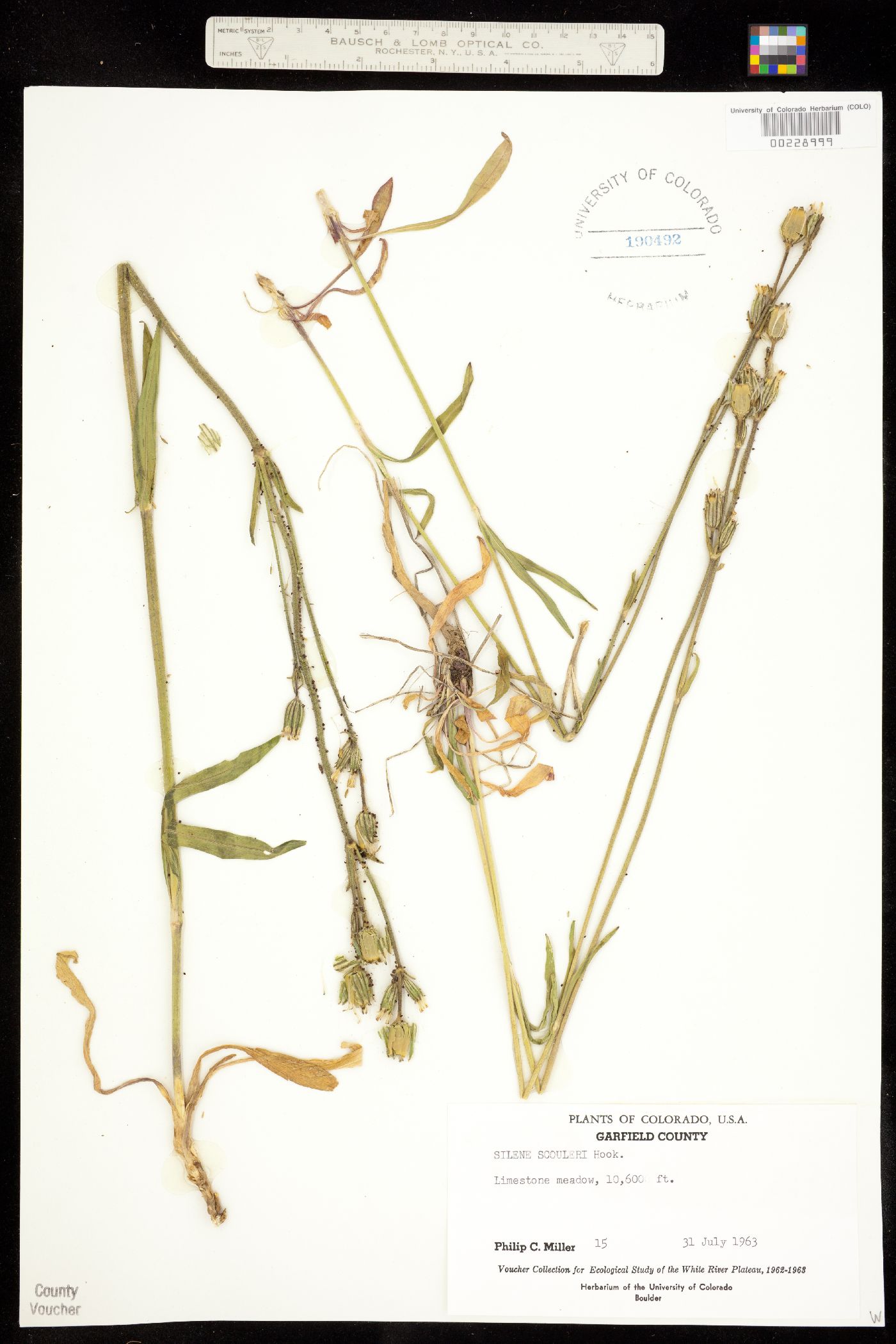 Silene scouleri subsp. hallii image