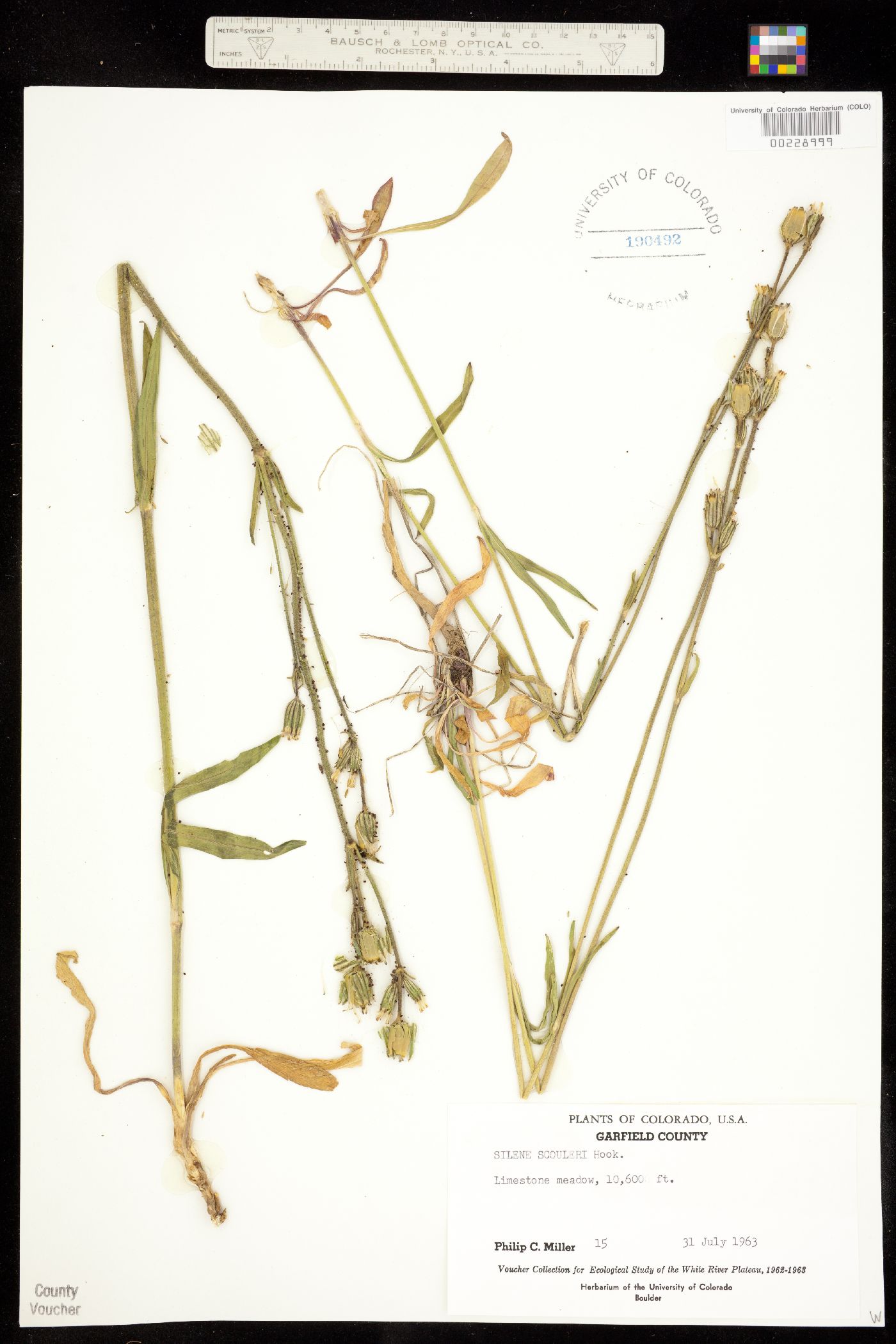 Silene scouleri ssp. hallii image