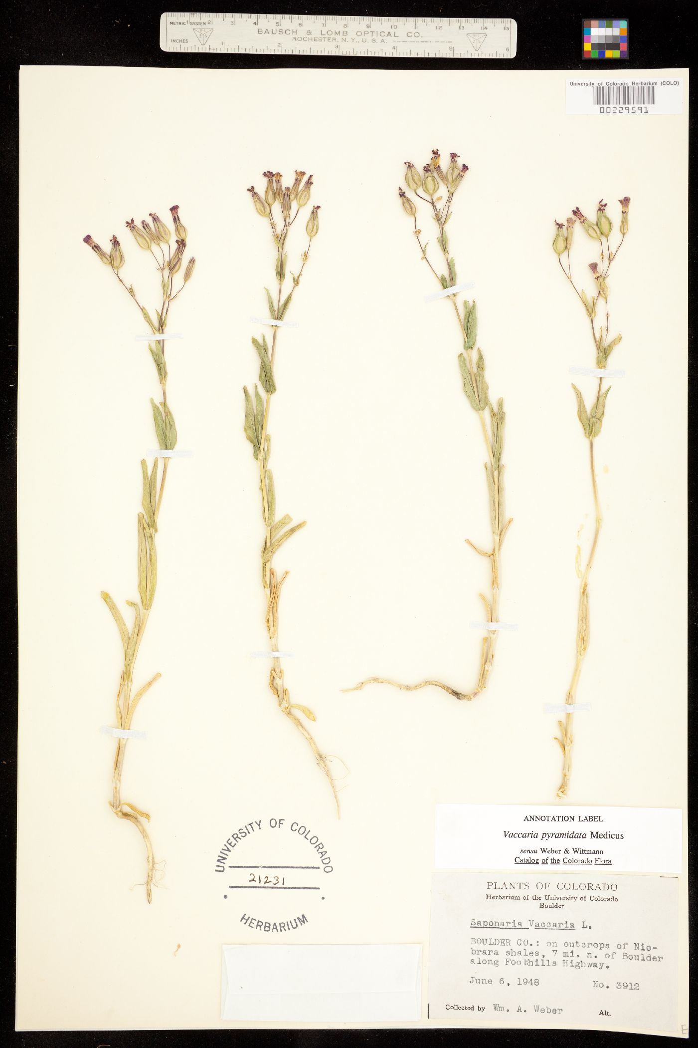 Vaccaria hispanica image